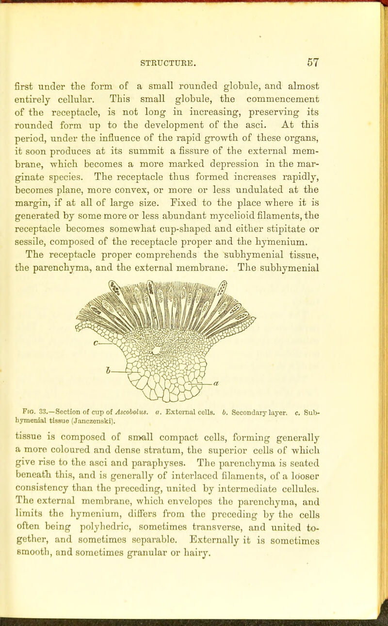 first under the form of a small rounded globule, and almost entirely cellular. This small globule, the commencement of the receptacle, is not long in increasing, preserving its rounded form up to the development of the asci. At this period, under the influence of the rapid growth of these organs, it soon produces at its summit a fissure of the external mem- brane, -which becomes a more marked depression in the mar- ginate species. The receptacle thus formed increases rapidly, becomes plane, more convex, or more or less undulated at the margin, if at all of large size. Fixed to the place where it is generated by some more or less abundant mycelioid filaments, the receptacle becomes somewhat cup-shaped and either stipitate or sessile, composed of the receptacle proper and the hymenium. The receptacle proper comprehends the subhymenial tissue, the parenchyma, and the external membrane. The subhymenial Fro. 3.'!.—Section of cup of Ascobolus. a. External cells, b. Secondary layer, c. Sub- hymenial tissue (Janczenski). tissue is composed of sn>all compact cells, forming generally a more coloured and dense stratum, the superior cells of which give rise to the asci and paraphyses. The parenchyma is seated beneath this, and is generally of interlaced filaments, of a looser consistency than the preceding, united by intermediate cellules. The external membrane, which envelopes the parenchyma, and limits the hymenium, differs from the preceding by the cells often being polyhedric, sometimes transverse, and united to- gether, and sometimes separable. Externally it is sometimes smooth, and sometimes granular or hairy.