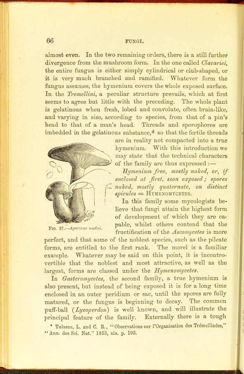 almost even. In the two remaining orders, there is a still further divergence from the mushroom form. In the one called Clavariei, the entire fungus is either simply cylindrical or club-shaped, or it is very much branched and ramified. Whatever form the fungus assumes, the hymenium covers the whole exposed surface. In the Tremellini, a peculiar structure prevails, which at first seems to agree but little with the preceding. The whole plant is gelatinous when fresh, lobed and convolute, often brain-like, and varying in size, according to species, from that of a pin's head to that of a man's head. Threads and sporophores are imbedded in the gelatinous substance,* so that the fertile threads are in reality not compacted into a true hymenium. With this introduction we may state that the technical characters of the family are thus expressed:— Hymenium free, mostly naked, or, if enclosed at first, soon exposed; spores naked, mostly quaternate, on distinct spicules = Htmenomycetes. In this family some mycologists be- lieve that fungi attain the highest form of development of which they are ca- pable, whilst others contend that the fructification of the Ascomycetes is more perfect, and that some of the noblest species, such as the pileate forms, are entitled to the first rank. The morel is a familiar example. Whatever may be said on this point, it is incontro- vertible that the noblest and most attractive, as well as the largest, forms are classed under the Hymenomycetes. In Gasteromycetes, the second family, a true hymenium is also present, but instead of being exposed it is for a long time enclosed in an outer peridium or sac, until the spores are fully matured, or the fungus is beginning to decay. The common puff-ball (Lycoperdon) is well known, and will illustrate the principal feature of the family. Externally there is a tough * Tulasne, L. and C. R., Observationssur l'Organisation des Trdmellindes, Ann. des Sci. Nat. 1853, xix. p. 193. Fig. 37.—Agaricus nudus.