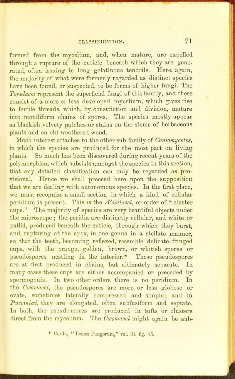 formed from the mycelium, and, when mature, are expelled through a rupture of the cuticle beneath which they are gene- rated, often issuing in long gelatinous tendrils. Here, again, the majority of what were formerly regarded as distinct species have been found, or suspected, to be forms of higher fungi. The Torulacei represent the superficial fungi of this family, and these consist of a more or less developed mycelium, which gives rise to fertile threads, which, by constriction and division, mature into moniliform chains of spores. The species mostly appear as blackish velvety patches or stains on the stems of herbaceous plants and on old weathered wood. Much interest attaches to the other sub-family of Coniomycetes, in which the species are produced for the most part on living plants. So much has been discovered during recent years of the polymorphism which subsists amongst the species in this section, that any detailed classification can only be regarded as pro- visional. Hence we shall proceed here upon the supposition that we are dealing with autonomous species. In the first place, we must recognize a small section in which a kind of cellular peridium is present. This is the JEcidiacei, or order of  cluster cups. The majority of species are very beautiful objects under the microscope ; the peridia are distinctly cellular, and white or pallid, produced beneath the cuticle, through which they burst, and, rupturing at the apex, in one genus in a stellate manner, so that the teeth, becoming reflexed, resemble delicate fringed cups, with the orange, golden, brown, or whitish spores or pseudospores nestling in the interior.* These pseudospores are at first produced in chains, but ultimately separate. In many cases these cups are either accompanied or preceded by spermogonia. In two other orders there is no peridium. In the Caomacei, the pseudospores are more or less globose or ovate, sometimes laterally compressed and simple; and in Puccinicei, they are elongated, often subfusiform and septate. In both, the pseudospores are produced in tufts or clusters direct from the mycelium. The Cceomacei might again bo sub» * Corda, Icones Fungorum, vol. iii. fig. 45.