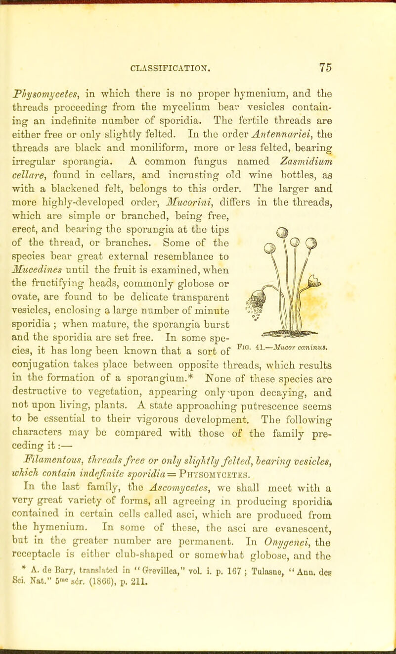 Physomycetes, in which there is no proper hymenium, and the threads proceeding from the mycelium bear vesicles contain- ing an indefinite number of sporidia. The fertile threads are either free or only slightly felted. In the order Antennariei, the threads are black and moniliform, more or less felted, bearing irregular sporangia. A common fungus named Zasmidium cellare, found in cellars, and incrusting old wine bottles, as with a blackened felt, belongs to this order. The larger and more highly-developed order, Mucorini, differs in the threads, which are simple or branched, being free, erect, and bearing the sporangia at the tips of the thread, or branches. Some of the species bear great external resemblance to Mucedines until the fruit is examined, when the fructifying heads, commonly globose or ovate, are found to be delicate transparent vesicles, enclosing a large number of minute sporidia ; when mature, the sporangia burst and the sporidia are set free. In some spe- cies, it has long been known that a sort of PlG- il-~Mucor caninus- conjugation takes place between opposite threads, which results in the formation of a sporangium.* None of these species are destructive to vegetation, appearing only-upon decaying, and not upon living, plants. A state approaching putrescence seems to be essential to their vigorous development. The following characters may be compared with those of the family pre- ceding it:— Filamentous, threads free or only sligh tly felted, hearing vesicles, which contain indefinite sporidia = FiVisouYCET:ES. In the last family, the Ascomycetcs, we shall meet with a very great variety of forms, all agreeing in producing sporidia contained in certain cells called asci, which are produced from the hymenium. In some of these, the asci are evanescent, but in the greater number are permanent. In Onygenei, the receptacle is either club-shaped or somewhat globose, and the * A. de Bary, translated in Grevillea, vol. i. p. 1G7 ; Tulasne, Ann. dea Sci. Nat. 5mc sir. (180U), p. 211.