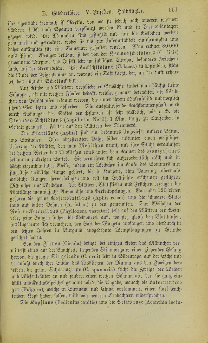 ^k^evn, fclbft Md) ©ganten m^ani t.orben ift «b /n Wtantage« gesogeu tib. ©teSmännc^en finb geflügelt unb nur bie 2öeibd)en treiben ge ainitelt unb getrocfnet, mU fie bis jur Uu!em:tltc^!ett emfd)rumj)fen unb ba^er anfängüd) füv eine ©amenart ge^tten tmtrben. 5:)lan vedjnet 80 000 aufs ^funb. äöeniger brillant ift ber toon ber ^ermeSj^iIblauö (C ihcis) gen^onnene ^ur^3ur; baS 3nfeft lebt im füblic^en Europa, befonberS ®ried]en. lanb, auf ber ^ermeSeic^e. ®ie ^acffd)ilblauS (C. lacca) m Dftinbien, ftid)t bie Ü^inbe ber geigenbäume an, ttorauS ein ©aft fliegt, ber, an ber luft erljar* tet, ba§ nü^ltd)e ©djellad bilbet. 51uf ^inbe unb 231ättern üerfd)iebener ®en)äd)fe finbet man ^ufig tleme (Sd)u)3))en, oft nüt n^ei^en glocfen bebedt, tueld)e, genauer betradjtet, als 2Beib= dien üon ©djtlbläufen crfaunt trerben, bie unter if)rem ^Ütdcnfc^ilb unbeiueglid) fi^enb (gier legen unb abfterben. ®ie auSfdjlüpfcnbe 9^ac^fommenfd)a[t tmrb burd) luöfaugen beS ©afteS ben ^[lanjen oft fef)r fd)äblid), wie 5. 33. bie Dleanber^(Sd)ilblau8 (Aspidiotus Nerii), 1 ^m. lang, ju 2;aufenben m ©eftalt graugclber z^tcden auf ben blättern bcS DleanberS. 5)ie ^ölattläufe (Aphis) finb ein belannteS Ungejiefer unferer 33äume unb ©träud)er. -öljre abgcftrciften «älge bilben mitunter einen tuci^tid)en Ueberjug ber SSliitter, ben man 9JJeljltl)au nennt, unb iljre ©tid)e oeranlaffen bei l)ci^em Söetter baS toflic^en eineS unter bem 9kmen beS §onigtl}aueS belanuten judertgcn ©afteS. ©ie termeljren fid^ au^erorbcutlid) rafd) unb in ljöd)ft eigentl}itmlid]er SBcife, inbem ein 2Beibd)en im iBaufe beS ©ommerS nur fliigeUofe tueibadje 3ungc gebiert, bie in ^urjem, oljue Paarung, abermals n)eiblid)e Hungen hervorbringen unb erft im ©pätjaljrc crfd)einen geflügelte ä)^ännd)cn unb 5föcibd)en. %n ^Blättern, Slattftielen unb grüd)tcn erzeugen bie 331atttäufe mannigfad)e ?IuSiuüd)fe uub ißerfrüp^jelungen. ißon über 120 m-tcn gel)ören bie grüne 9tofenblattlauS (Aphis rosae) unb bie fdjmarje Statte laus auf biden 33ol)ncn (A. fabae) ju ben gcmctnften. ®aS 3Beibd)en ber ^^eben^SBursellauS (Phylloxera vastator) lebt auf ben ^Blättern ber SBein^ rebe; feine Hungen fud)en bie 9?ebn3urjel auf, n30 fie, gleid) ben Slattläufen, ins Ungel)eure fid» üermel)ren, ben ©aft ber SBurjeln auSfaugen unb l)ierburd) in ben legten Saljren in Surgunb auSgebe§nte SBeinpflanjungen ju ©runbe gcridjtet l}abcn. 53on ben 3^^'^^ (Cicada) bringt bei einigen Birten baS ?!Jlänn^en tier= mittelft eines auf bcr23aud)fcite liegenbeu ©timmorganS einen jir^eubcn ©efang ^erüor; bie größte ©ingcicabe (0. orni) lebt in ©übeuropa auf ber @fd)c uub öeranla^t burd) il}re ©tidje baS 51uSf(ie^en ber 9Jcanua auS ben 3^^cigen bcr= felbeu; bie grüne ©djaumjirpc (G. spumaria) fti^t bie B^^^ifl^ Söciben unb Sßiefenfräuter an unb fonbcrt einen wd'^cn ©d)aum ab, ber fie gan^ ein= hüüt unb^ududSfpcidjcl genannt tnirb; bie Eingabe, ujonad) bie Saternentreiß gcr (Fulgora), \ucld)e in ©urinam unb Sl)ina tjorl'ommen, einen ftart leud)= tenben ^opf l)aben foHen, Ujirb \3on neueren ^eobad)tern tüiberfprod)en. ®te Kopflaus (Pediculus capitis) imb bie ^Setttuanje (Acantliia lectu-