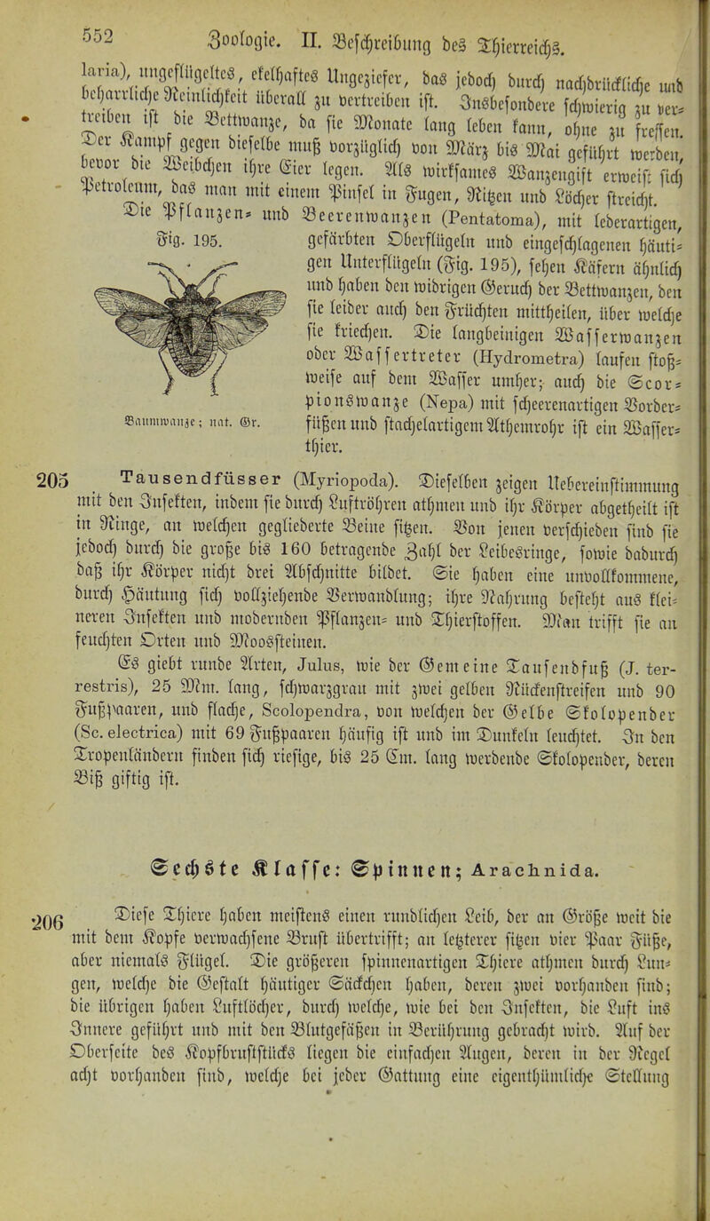 ,3ooIogie. II. 33e[d;i'ei6unG beg X§ierreic^§. Xdi ^^-^J nad)bviicfacr,e Mb Hf)mtid) 9Jnn(ii)fcit ühmil öcrtvciOcu ift. Snöbefonbeve fdjLierig ;u .er. ü:c.Oen tft bie 33cttt.anäe, ba [ie 3)?onate lang (eben fann, ue n ref et Cor bie aSeiMjen i^re (äier legen. 211. t.irffame. aöanjeu i t ert.ei r ^ctrotat baö man mit einem ^infel in ^ngen, 9ti§en «nb ^öc^er ftreicht. 4)te 45flan3en. nnb Seerenn^anjen (Pentatoma), mit leberartigen, •i^ig- 195. gefärbten DOerffügeln nnb eingefcfjtagenen ^äuti= gen Unter[(iigeln (gig. 195), [et^en täfern ä^nticf) unb tjaben ben n)ibrigcn ©erucf) ber Settrtanjen, ben fie leiber ancf) ben g^rüc^ten mitt^eiten, über iüetdje [ie friedjen. 2)ie langbeinigen Söafferttian^en ober Sa ff er tr et er (Hydrometra) taufen fto^= lyeife auf bem Baffer umf)er; auc^ bie ©cor* ^3 i 0 n Ö a n j e (Nepa) mit fdjeerenartigen 5Borber* fü^enunb ftadjetartigem 2tt[}emrot;r ift ein SBaffer* t§icr. 205 _ Tau send füsser (Myriopoda). 3)iefclben feigen Itebereinftimmung mit ben 3;nfeften, inbem fie bnrd) ?uftröf;ren at^meu unb ifjr Körper abget^eitt ift in 9ttnge, an lüelc^en geglieberte 33eine fi^en. iBon fenen öerfc^teben finb fie jebod) burd) bie gro^e bi« 160 betragenbe 3at)t ber ^eibeSringe, foföie baburc^ ba^ i^r tör^jer nidjt brei 5lbfd)nitte bitbet. ©ie |aben eine nntiollfommene, burd) Häutung fid) ijoa^ietjenbe S^ernjanblung; tt^re 9^af)rung beftet^t au§ f(ei' neren ^nfeften unb moberuben ^ftanjen^ unb Sfjierftoffen. 9J?an trifft fie an feudjten £)rten unb 9}?oogfteinen. (5ö giebt runbe Birten, Julus, trie ber ©emeine ^aufenbfu^ (J. ter- restris), 25 9D?m. lang, fdjn}ar3grau mit ji^ei gelben 9?üdenftreifen unb 90 g^u|3^>aaren, unb flad)e, Scolopendra, öon meieren ber ©etbe ®foIo)3enber (Sc. electrica) mit 69 ^u^paaren §äufig ift unb im ©unfein leuchtet, -ön ben Sro^enlänbern finben fid) riefige, U§ 25 dm. lang luerbenbe ©foto^ienber, bereu Si^ giftig ift. Saumiuaiiäc; mit. ©r. Seenöte klaffe: Bpinntn; Aracimida. 3)iefe 2;f)icre l)aben meiflenS einen runblid)en 2db, ber an ©rö^e lüeit bie mit bem ^op\e tiern)ad)fene 33ruft übertrifft; an te^terer fi^en üier ^^aar iyü|e, aber nienmfö ^lüget. 3)ie größeren fpinnenartigen S;t)iere att)men burd) ^un* gen, ti)eld)e bie @eftalt f)äutiger ©ädd)en tjaben, bereu jiuei t)orf)anben finb; bie übrigen t)aben l'uftföd)er, burd) iucld)e, mie bei ben Onfcftcn, bie ?uft in§ 3^nnere geführt unb mit ben 33Iutgefä^en in 33erüf)rung gebradjt luirb. Stuf ber Dberfeite beö to^jfbruftftüdö liegen bie einfad)en 3(ugen, beren in ber 9?cgct ad)t üortjanbcn finb, lüe(d)e bei jeber ©attung eine cigentf)ündid)c (Stellung