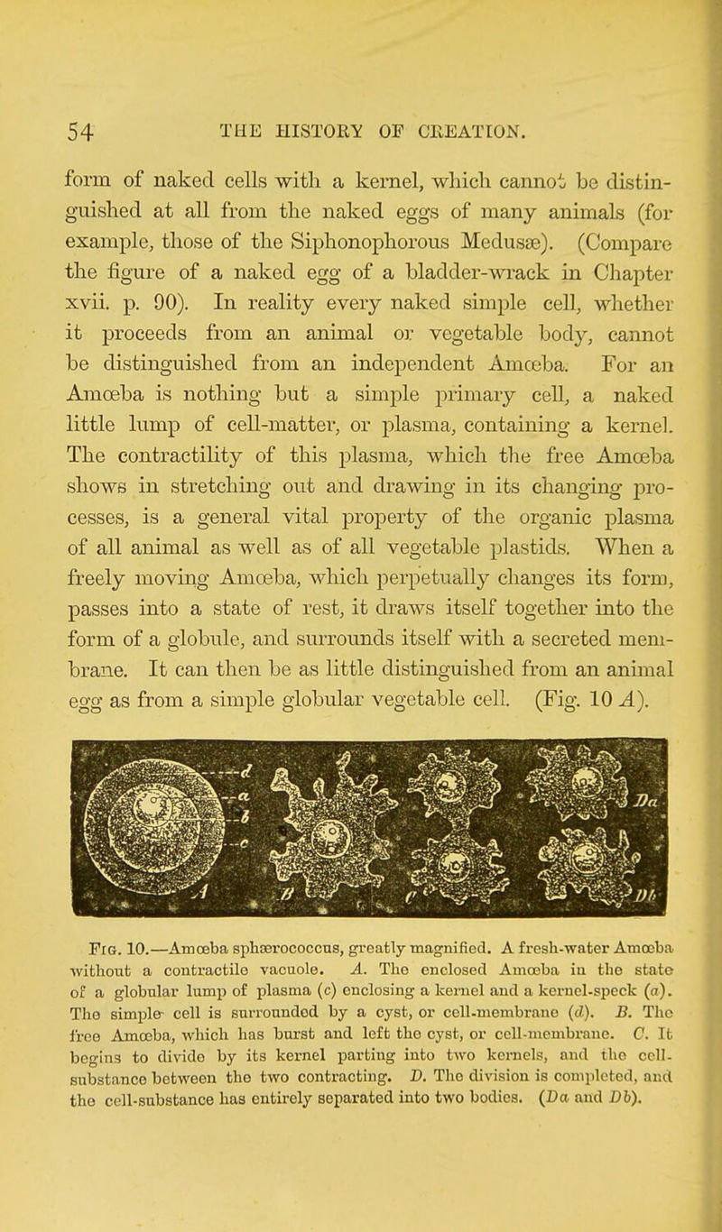 form of naked cells with, a kernel, which cannot be distin- guished at all from the naked eggs of many animals (for example, those of the Siphonophorous Medusae). (Compare the figure of a naked egg of a bladder-wrack in Chapter xvii. p. 90). In reality every naked simple cell, whether it proceeds from an animal or vegetable body, cannot be distinguished from an independent Amoeba. For an Amoeba is nothing but a simple primary cell, a naked little lump of cell-matter, or plasma, containing a kernel. The contractility of this plasma, which the free Amoeba shows in stretching out and drawing in its changing pro- cesses, is a general vital property of the organic plasma of all animal as well as of all vegetable plastids. When a freely moving Amoeba, which perpetually changes its form, passes into a state of rest, it draws itself together into the form of a globule, and surrounds itself with a secreted mem- brane. It can then be as little distinguished from an animal egg as from a simple globular vegetable cell. (Fig. 10 A). Fig. 10.—Amoeba sphserococcus, greatly magnified. A fresh-water Amoeba without a contractile vacuole. A. Tho enclosed Amoeba iu the state of a globular lump of plasma (c) enclosing a kernel and a kernel-speck (a). The simple- cell is surrounded by a cyst, or cell-membrane (d). B. Tho free Amoeba, which has burst and left the cyst, or cell-membrane. C. It begins to divide by its kernel parting into two kernels, and the cell- substance between the two contracting. B. Tho division is completed, and the cell-substance has entirely separated into two bodies. (Da and Db).