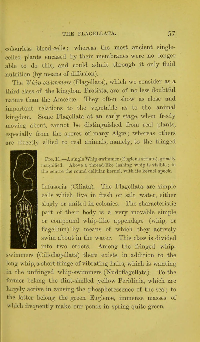 colourless blood -cells ; whereas the most ancient single- celled plants encased by their membranes were no longer able to do this, and could admit through it only fluid nutrition (by means of diffusion). The Whip-swimmers (Flagellata), which we consider as a third class of the kingdom Protista, are of no less doubtful nature than the Amoebae. They often show as close and important relations to the vegetable as to the animal kingdom. Some Flagellata at an early stage, when freely moving about, cannot be distinguished from real plants, especially from the spores of many Algae; whereas others are directly allied to real animals, namely, to the fringed Fig. 11.—A single Whip-swimmer (Euglena striata), greatly magnified. Above a thread-like lashing whip is visible; in the centre the round cellular kernel, with its kernel speck. Infusoria (Ciliata). The Flagellata are simple cells which live in fresh or salt water, either singly or united in colonies. The characteristic part of their body is a very movable simple or compound whip-like appendage (whip, or flagellum) by means of which they actively swim about in the water. This class is divided into two orders. Among the fringed whip- swimmers (Cilioflagellata) there exists, in addition to the long whip, a short fringe of vibrating hairs, which is wanting in the unfringed wliip-swimmers (Nudoflagellata). To the former belong the flint-shelled yellow Peridinia, which are largely active in causing the phosphorescence of the sea ; to the latter belong the green Euglense, immense masses of which frequently make our ponds in spring quite green.