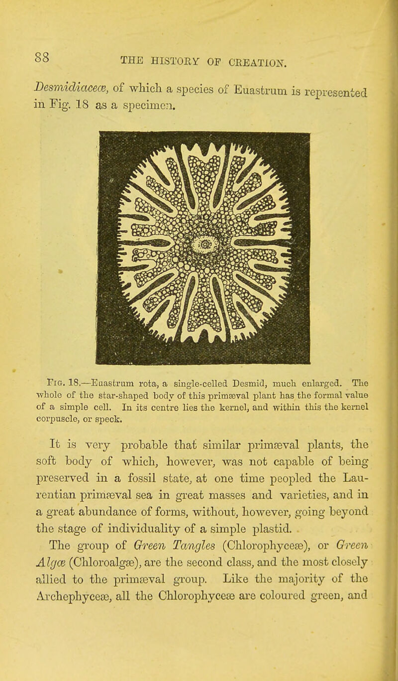 Desmidiacece, of which a species of Euastrum is represented in Fig. 18 as a specimen. Fig. 18.—Euastrum rota, a single-celled Desmid, muck enlarged. The whole of the star-shaped body of this primaeval plant has the formal value of a simple cell. In its centre lies the kernel, and within this the kernel corpuscle, or speck. It is very probable that similar primaeval plants, the soft body of which, however, was not capable of being- preserved in a fossil state, at one time peopled the Lau- rentian primaeval sea in great masses and varieties, and in a great abundance of forms, without, however, going beyond the stage of individuality of a simple plastid. The group of Green Tangles (Chlorophyceae), or Green Algas (Chloroalgse), are the second class, and the most closely allied to the primaeval group. Like the majority of the .'Yrchepliyeese, all the Chlorophyceae are coloured green, and