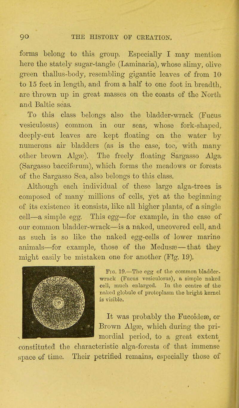 forms belong to this group. Especially I may mention here the stately sugar-tangle (Laminaria), whose slimy, olive green thallus-body, resembling gigantic leaves of from 10 to 15 feet in length, and from a half to one foot in breadth, are thrown up in great masses on the coasts of the North and Baltic seas. To this class belongs also the bladder-wrack (Fucus vesiculosus) common in our seas, whose fork-shaped, deeply-cut leaves are kept floating on the water by numerous air bladders (as is the case, too, with many other brown Algae). The freely floating Sargasso Alga (Sargasso bacciferum), which forms the meadows or forests of the Sargasso Sea, also belongs to this class. Although each individual of these large alga-trees is composed of many millions of cells, yet at the beginning of its existence it consists, like all higher plants, of a single cell—a simple egg. This egg—for example, in the case of our common bladder-wrack—is a naked, uncovered cell, and as such is so like the naked egg-cells of lower marine animals—for example, those of the Medusae—that they might easily be mistaken one for another (Fig. 19). Fig. 19.—The egg of the common bladder, wrack (Fucus vesiculosus), a simple naked cell, much enlarged. In the centre of the naked globule of protoplasm the bright kernel is visible. It was probably the Fucoideae, or Brown Algae, which during the pri- mordial period, to a great extent constituted the characteristic alga-forests of that immense space of time. Their petrified remains, especially those of