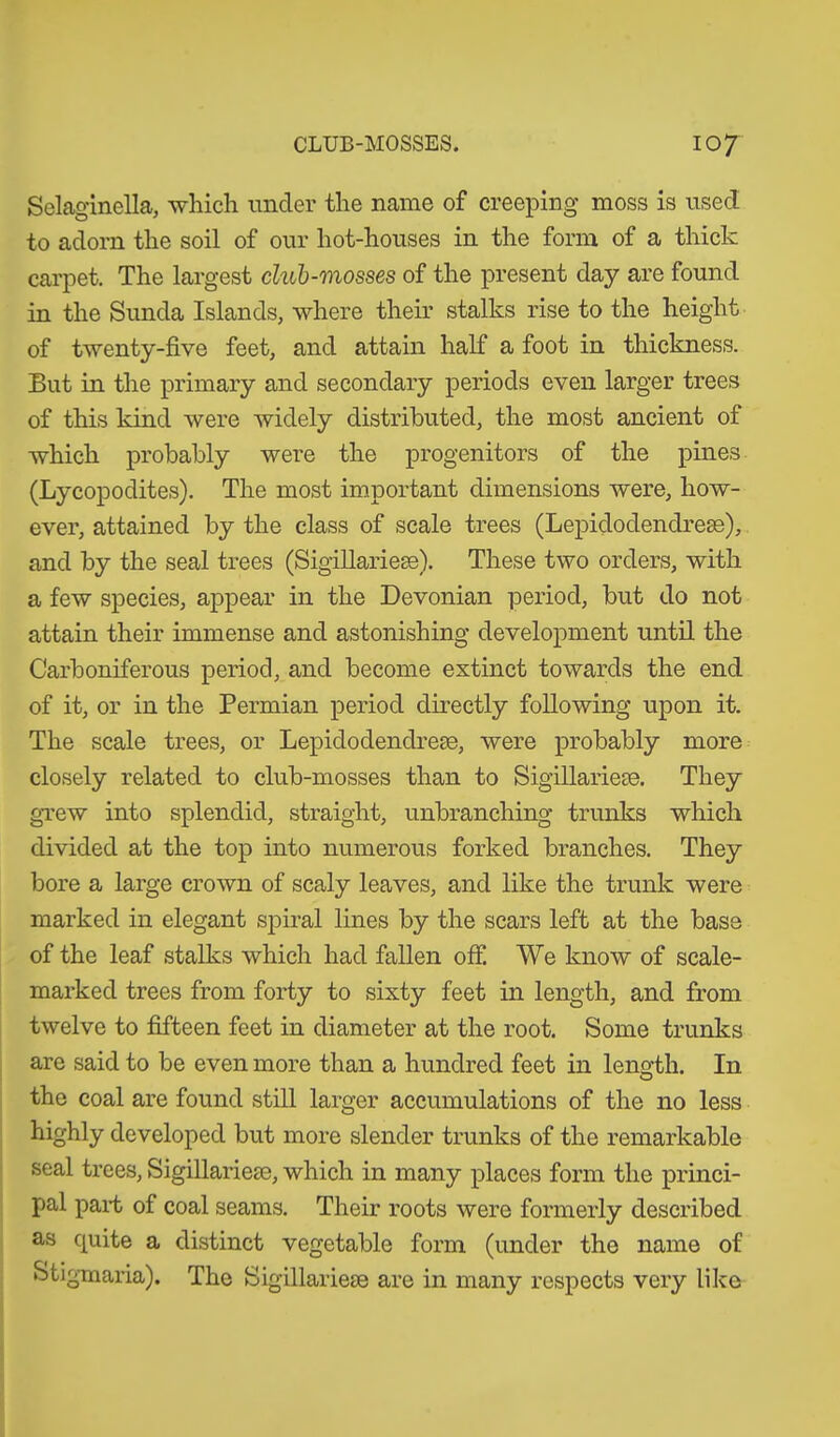 Selaginella, -which under the name of creeping moss is used to adorn the soil of our hot-houses in the form of a thick carpet. The largest club-mosses of the present day are found in the Sunda Islands, where their stalks rise to the height of twenty-five feet, and attain half a foot in thickness. But in the primary and secondary periods even larger trees of this kind were widely distributed, the most ancient of which probably were the progenitors of the pines (Lycopodites). The most important dimensions were, how- ever, attained by the class of scale trees (Lepidodendrese), and by the seal trees (Sigillarieee). These two orders, with a few species, appear in the Devonian period, but do not attain their immense and astonishing development until the Carboniferous period, and become extinct towards the end of it, or in the Permian period directly following upon it. The scale trees, or Lepidodendrese, were probably more closely related to club-mosses than to Sigillarieee. They grew into splendid, straight, unbranching trunks which divided at the top into numerous forked branches. They bore a large crown of scaly leaves, and like the trunk were marked in elegant spiral lines by the scars left at the base of the leaf stalks which had fallen off. We know of scale- marked trees from forty to sixty feet in length, and from twelve to fifteen feet in diameter at the root. Some trunks are said to be even more than a hundred feet in length. In the coal are found still larger accumulations of the no less highly developed but more slender trunks of the remarkable seal trees, Sigillarieee, which in many places form the princi- pal part of coal seams. Their roots were formerly described as quite a distinct vegetable form (under the name of Stigmaria). The Sigillarieee are in many respects very like