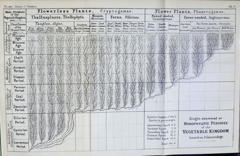 Main Divisions of the fegetaHe Kingdom Plant Classes of the Flowerless Plants» Cryp t o gamae. Flower Plants, PEanero gamae. Tlialliisplants, Thallophyta. Mosses, Muscinae. Perns, Pilicinae. Haked seeded, Gyrnno spermae. Cover-seeded, Angiospermae. Tangles, Algae. Inophytd. Liven ■ mosses. Eepa ticae. Leaf- mosses. From, dosae. Leaf- Ferns, Cteri. deae. Shaft. Ferns, CaJku- mariae.. Water, Ferns, Fthhw- carpeae. fbngue Ferns, Ophio- qlosseae. Scale Ferns, Selagi- Palm, Ferns, Cycadeae. Needle Leaves. Coruferae. Merdngos, Gnetaceae. One Germ Two Germ. Leaves, Dicotylae. Cup Flowers, Star Flowers Bellflowers, Morwcotylae. MmwMamydeat BialypeLalae. GrnnopetaJ/ie. Relative lengths of the 5 Epochs in percentages. Quartemary Epoch 0 5 Tertiary Epoch 2.3 Secondary Epoch IE 5 Primary Epoch 32.1 Primordial Epoch 53.6 Total 100.0 Single-stemmed or Monophyletig Pedigree of the Vegetable kingdom Eased on 1 Viia*on tology.