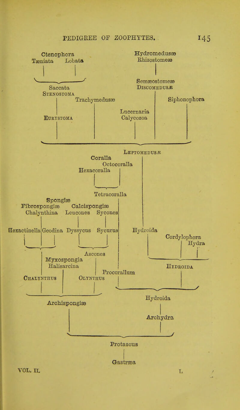 Ctenophora Taeniata Lobata V_ Saccata Stenostoma Hydromedussa Ehizostomeao Semseostomeas Discomedus.® Trackymedusse Eurystojia Lncernaria Calycozoa Sipkonopkora LePTOHEDUS® Coralla Octocoralla Hexacoralla Tetracoralla Spongise Fibrospongise Calcispongise Chalyntkina Leucones Sycones Hexactinella Geodina Dyssycus Sycurus Myxospongia Halisarcina Ascones Chalynthus Hydroida Cordy]opkora Hydra Hydroida Procorallum Olynthus Archispongiaa Hydroida Archydra _y Protascus Gastrsea VOL. IL L