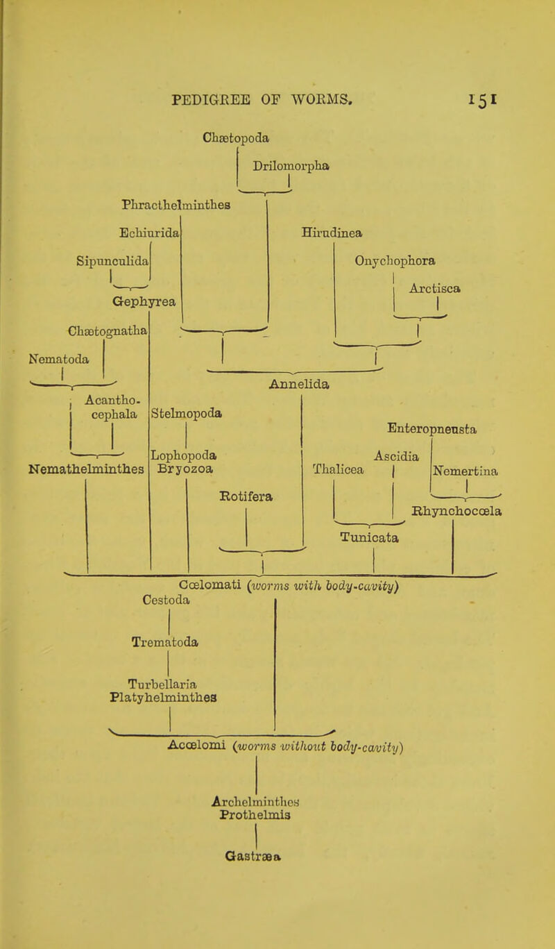 Chsetopoda Drilomorpha Pliracthelminthes Echiurida Sipnnculida Gephyrea Ckaatognatha Nemafcoda Acantho- cephala Nemathelminthes Hirudinea Onychophora Arctisca Annelida Stelmopoda Lophopoda Bryozoa Rotifera Enteropnensta Ascidia Tkalicea Nemerfcina RhyneRocoela Tunicata Ccelomati (worms with body-cavity) Cesfcoda Trematoda Turbellaria Platyhelminthe3 Acoelomi (worms without body-cavity) Archelminthes Prothelmia Gastraea