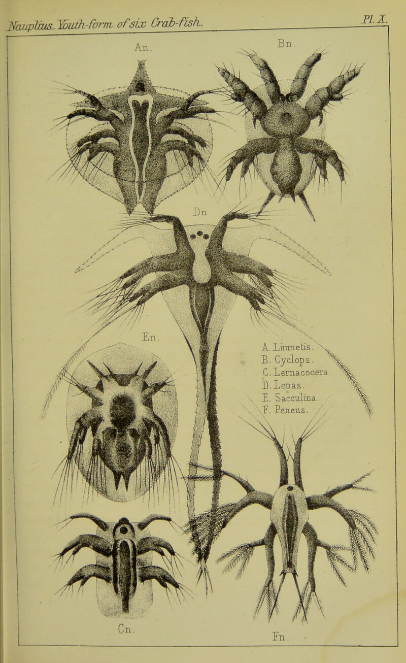 FiaupUus- Youth--form of six Crab-fish. FIX
