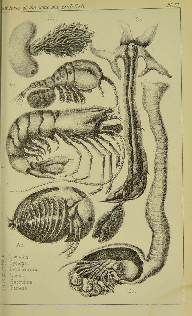 ill form of the same six Crab-Osh. Ec. . PI. II. Cc. A. Limnelis. B. Cyclops C. Leraacocera . D. Lepas . E. Sacculina. F. Peneus .
