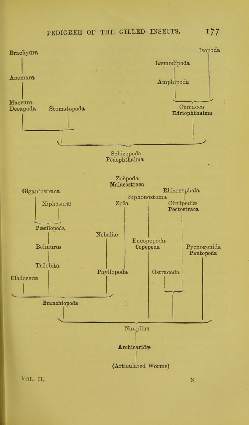 PEDIGREE OF THE GILLED INSECTS, I 77 Brachyura Anomura Macrura Deeapoda Stomatopoda Gigantostraca Xipliosoraa Poecilopoda Belinuroe Trilobita Cladocerse Branchiopoda N Isopoda Lasmodipoda Amphipoda Cnmacea Edriophthalma Schizopoda Podophthalma Zoepoda Malacostraca Rhizocephala Siphonostoma Zoea Ncbaliao Cirripedi® Pectostraca Encopepoda Copepoda Phyllopoda Ostracoda Pycnogonida Paatopoda Nauplius Archicarid® (Articulated Worms) VOL. II. N
