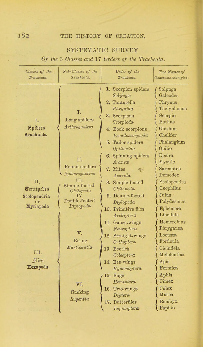 SYSTEMATIC SURVEY Of the 3 Classes and 17 Orders of the Tracheata. Classes of the Sub-Classes of the Order of the Two Names of Tracheata. Tracheata. Tracheata. Genera as examples R Äpftrers Arachnida II. CTrntipctfes Scolopendria or Myriapoda III. JUts Hexapoda I. Long spiders / Arthrogastres II. Round spiders Sphcerogastres I III. Simple-footed Chilopoda IY. Double-footed Diplopoda V. Biting Masticanlia VI. Sucking Su gentico i f ( 1. Scorpion spiders SolifugcB 2. Tarantella Phrynida 3. Scorpions Scorpioda 4. Book scorpions Pseudo scorpio da 5. Tailor spiders Opilionida 6. Spinning spiders Aranece 7 • Mites Acarida 8. Simple-footed Chilopoda, 9. Double-footed Diplop o da 10. Primitive flies Archiptem 11. Gauze-wings Neuroptera 12. Straigbt-wings Orthoptera 13. Beetles Coleoptern 14. Bee-wings Hymenoptera 15. Bugs Hemiptera 16. Two-wings Diptera 17. Butterflies Lepidopterci) ( Solpuga 1 Galeodes j Phrynus Thelyphonus ( Scorpio Bnthns ( Obisium ^ Chelifer ( Phalangium [ Opilio I Epeira \ Mygalo ( Sarcoptes \ Demodex f Scolopendra Geopbilus ( Julus Polydesmns f Ephemera Libellula / Hemerobius | Phryganea ( Locusta ( Eorficnla ( Cicindela ( Mclolontha f Apis ( Formica f Aphis Cimex f Culex ( Musca ( Bombyx \ Papilio