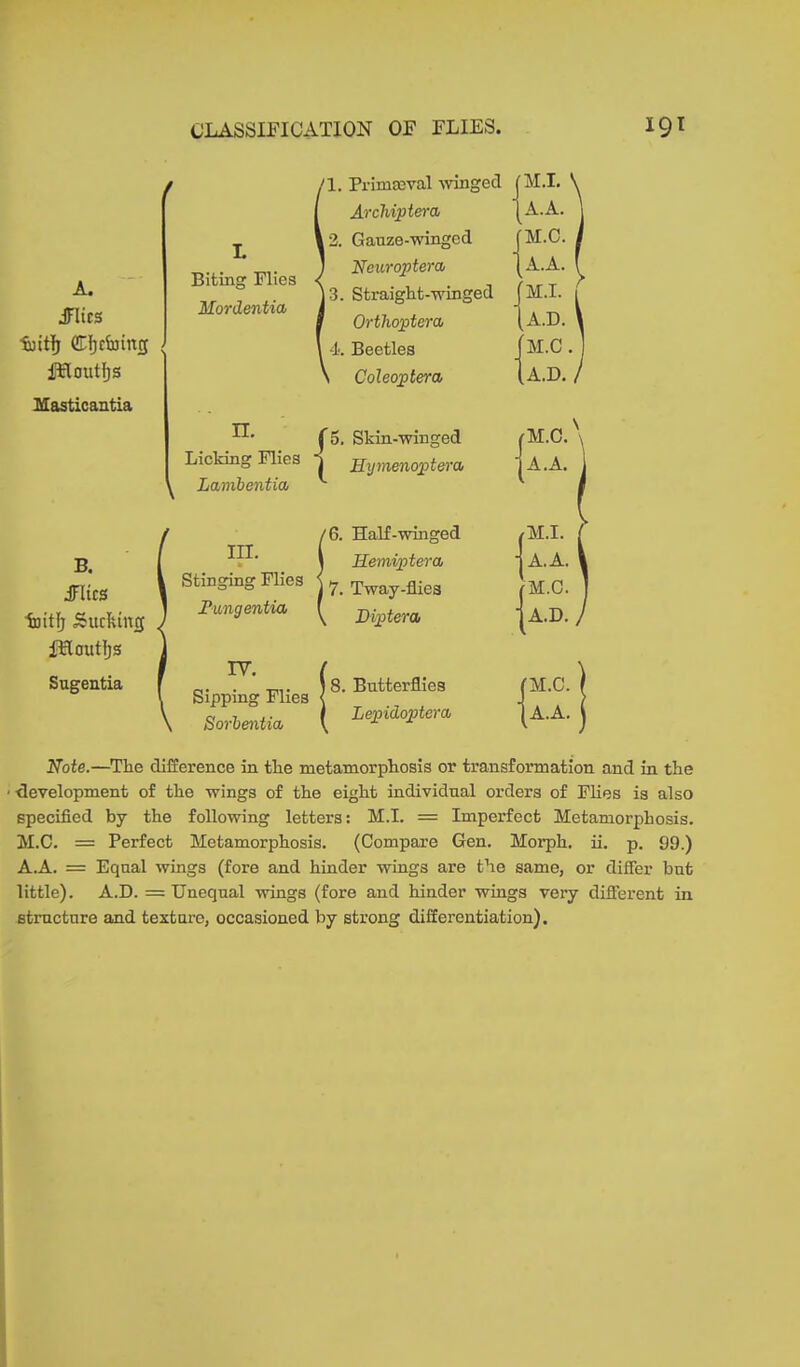 / A. JHics fuitfj GTIjcSajincy ; ffioutfjs Masticantia B. J7lic0 foiHj Sucking fHoutljs Sugentia t\. Primceval winged M.I. \ Archiptera A.A. \ L ,2. Gauze-winged M.C. I Biting Flies < 1 Nour opt er a A.A. f Mordentia |3. Straight-winged M.I. f Orthoptera ,A.D. \ 4. Beetles M.C . \ Coleoptern A.D. / ^ . [5. Skin-winged (M.C. \ Licking Flies  Hymenoptem A.A. Lamientia - m. (6. Half-winged \ r M.I. / Hemiptera A. A. \ Stinging Flies ' 7. Tway-flies M.C. Tungentia 1 ^ Diptera A.D. j IV. ( \ Sipping Flies | 8. Butterflies (“■ SorienUa, [ Lepidoptem (A.A. ) Note.—The difference in the metamorphosis or transformation and in the • development of the wings of the eight individnal orders of Flies is also specified by the following letters: M.L = Imperfect Metamorphosis. M.C. = Perfect Metamorphosis. (Compare Gen. Morph, ii. p. 99.) A.A. = Equal wings (fore and hinder wings are the same, or differ but little). A.D. = Unequal wings (fore and hinder wings very different in structure and texture, occasioned by strong differentiation).