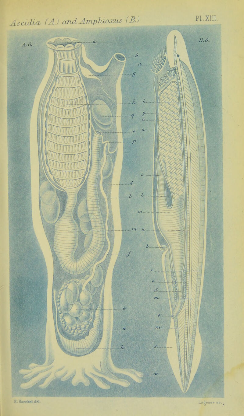 PI.XIII. E. Kfteckel del