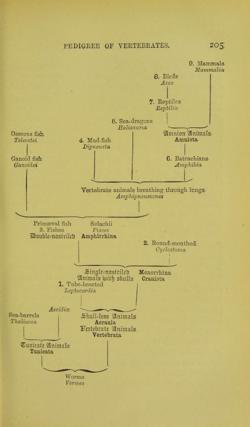PEDIGREE OF VERTEBRATES, 205; Osseous fish. Teleostei Ganoid fish Ganoidei 0. Mammals Mammalia 8. Birds Aves 7. Reptiles Beptilia 6. Sea-dragons Halisaurxa 4. Mud fish Dipneusta ^mmon animals Amniota 6. Batrachians Amphibia Vertebrate animals breathing through lungs Aviphipneumones Primaeval fish Selachii 3. Fishes Pisces 3Boublc=nostrilcti Amphirrhina 2. Round-mouthed. Cyclostoma Äinglc^nostrilch animals Suttfy skulls 1. Tube-hearted Leptocardia AscidicB Sea-barrels Thaliacea tunicate animals Tunicata Ältulhless animals Acrania Fcvtcbrate animals Vertebrata Monorrhina Craniota I Worms Vermes