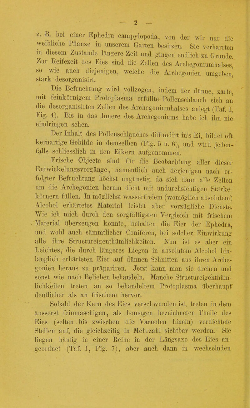 z. B. bei einer Ephedra campylopoda, von der wir nur die weibliche Pflanze in unserem Garten besitzen. Sie verliarrten in diesem Zustande längere Zeit und gingen endlich zu Grunde. Zur Reifezeit des Eies sind die Zellen des Archegoniumhalses, so wi(3 auch diejenigen, welche die Arcliegonien umgeben' stark desorganisirt. ' Die Befruchtung wird vollzogen, indem der dünne, zarte, mit feinkörnigem Protoplasma erfüllte Pollenschlauch sich an die desorganisirten Zellen des Archegoniumhalses anlegt (Taf. I, Fig. 4). Bis in das Innere des Archegoniums habe ich ihn nie eindringen sehen. Der Inhalt des Pollenschlauches diflfundirt in's Ei, bildet oft kernartige Gebilde in demselben (Fig. 5 u. 6), und wird jeden- falls schliesslich in den Eikern aufgenommen. Frische Objecte sind für die Beobachtung aller dieser Entwickelungsvorgänge, namentlich auch derjenigen nach er- folgter Befruchtung höchst ungünstig, da sich dann alle Zellen um die Archegonien herum dicht mit undurchsichtigen Stärke- körnern füllen. In möglichst wasserfreiem (womöglich absolutem) Alcohol erhärtetes Material leistet aber vorzügliche Dienste. Wie ich mich durch den sorgfältigsten Vergleich mit frischem Material überzeugen konnte, behalten die Eier der Ephedra, und wohl auch sämmtlicher Coniferen, bei solcher Einwirkung alle ihre Structureigenthümliclikeiten. Nun ist es aber ein Leichtes, die durch längeres Liegen in absolutem Alcohol hin- länglich erhärteten Eier auf dünnen Schnitten aus ihren Arche- gonien heraus zu präpariren. Jetzt kann man sie drehen und sonst wie nach Belieben behandeln. Manclie Structureigentliüm- liclikeiten treten an so behandeltem Protoplasma ttberliaupt deutlicher als an frischem hervor. Sobald der Kern des Eies verschwunden ist, treten in dem äusserst feinmaschigen, als homogen bezeichneten Theile des Eies (selten bis zwischen die Vacuolen liinein) verdichtete Stellen auf, die gleichzeitig in Mehrzahl sichtbar werden. Sie liegen häufig in einer Reihe in der Längsaxc des Eies an- geordnet (Taf. I, Fig. 7), aber auch dann in wechselnden