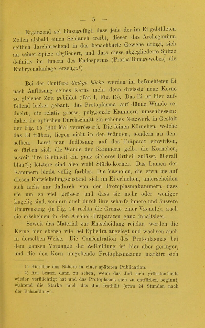 Zellen alsbald einen Sclilaucli treibt, dieser das Arcliegonium seitlicli durchbrechend in das benachbarte Gewebe dringt, sich an seiner Spitze abgliedert, und dass diese abgegliederte Spitze definitiv im Innern des Endosperms (Prothalliumgewebes) die Embiyonalanlage erzeugt. ^ Bei der Conifere Ginkgo biloba werden im befruchteten Ei nach Auflösung seines Kerns mehr denn dreissig neue Kerne zu gleicher Zeit gebildet (Taf. I, Fig. 13). Das Ei ist hier auf- fallend locker gebaut, das Protoplasma auf dünne Wände re- ducirt, die relativ grosse, polygonale Kammern umschliessen; daher im optischen Durchschnitt ein schönes Netzwerk in Gestalt der Fig. 15 (600 Mal vergrössert). Die feinen Körnchen, welche das Ei trüben, liegen nicht in den Wänden, sondern an den- selben. Lässt man Jodlösung auf das * Präparat einwirken, so färben sich die Wände der Kammern gelb, die Körnchen, soweit ihre Kleinlieit ein ganz sicheres Urtlieil zulässt, überall blau 2); letztere sind also wohl Stärkekörner. Das Lumen der Kammern bleibt völlig farblos. Die Vacuolen, die etwa bis auf diesen Entwickelungszustand sich im Ei erhielten, unterscheiden sich nicht nur dadurch von den Protoplasmakammern, dass sie um so viel grösser und dass sie mehr oder weniger kugelig sind, sondern auch durch ihre scharfe innere und äussere Umgrenzung (in Fig. 14 rechts die Grenze einer Vacuole); auch sie erscheinen in den Alcohol-Präparaten ganz inhaltsleer. Soweit das Material zur Entscheidung reichte, werden die Kerne hier ebenso wie bei Ephedra angelegt und wachsen auch in derselben Weise. Die Concentration des Protoplasmas bei dem ganzen Vorgange der Zellbildimg ist hier aber geringer, und die den Kern umgebende Protoplasmazone markirt sich 1) Hierüber das Nähere in einer späteren Publication. 2) Am besten dann zu sehen, wenn das Jod sich grösstentheils wieder verflüchtigt hat und das Protoplasma sich zu entfärben beginnt, während die Stärke noch das Jod festhält (etwa 24 Stunden nach der Behandlung).