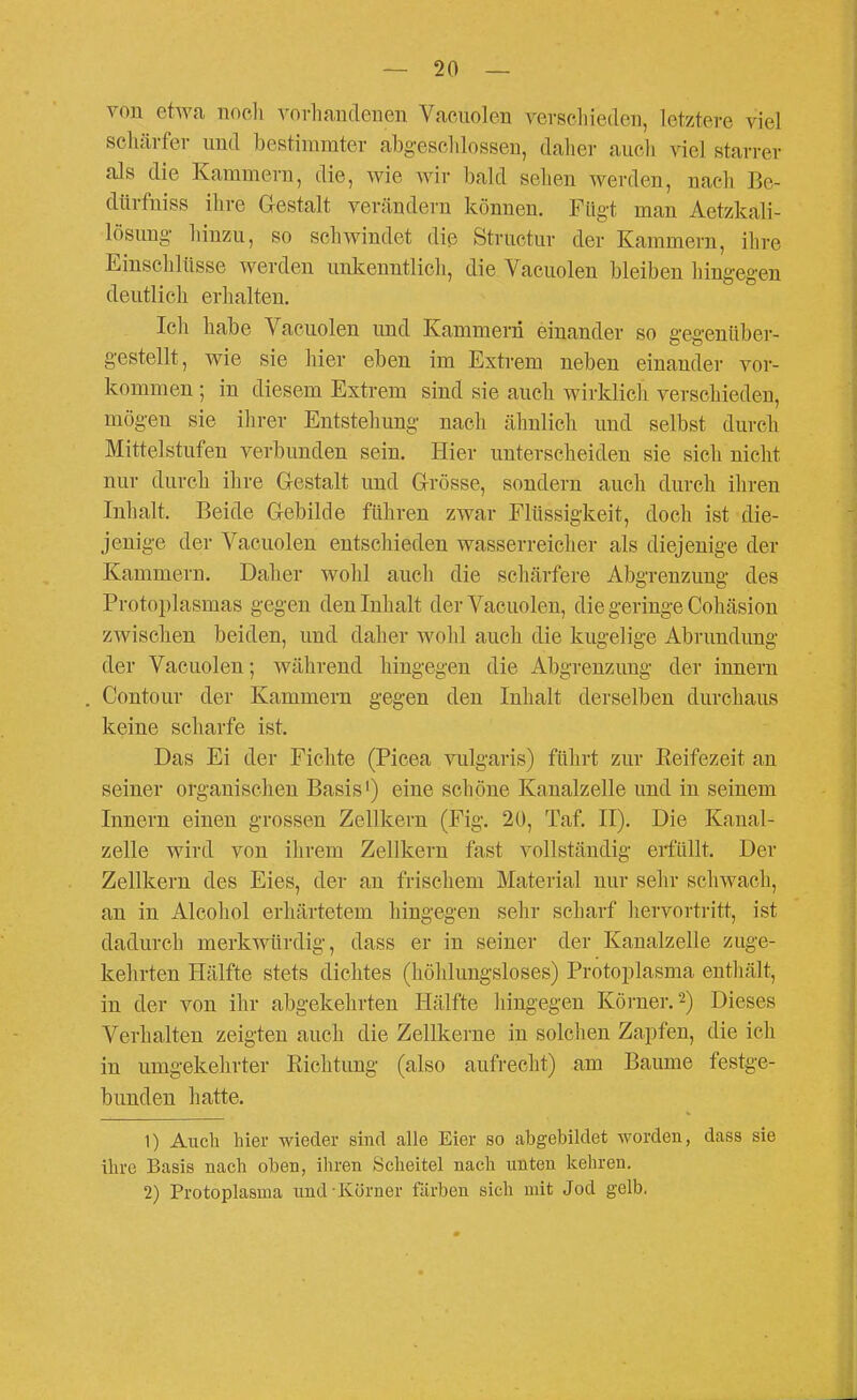 von etwfi noch vorliaudenen Vacuolen vevscliieden, letztere viel sclüirfev und bestimmter abg-esolüosseu, dalier aiicli viel starrer als die Kammern, die, wie wir bald sehen werden, nach Be- dürfniss ihre Gestalt verändern können. Fügt man Aetzkali- lösung- hinzu, so schwindet die Structur der Kammern, ihre Einschlüsse werden unkenntlich, die Vacuolen bleiben hingegen deutlich erhalten. Ich habe Vacuolen und Kammern einander so gegenüber- gestellt, wie sie hier eben im Extrem neben einander vor- kommen ; in diesem Extrem sind sie auch wirklich verschieden, mögen sie ihrer Entstehung nach ähnlich und selbst durch Mittelstufen verbunden sein. Hier unterscheiden sie sich nicht nur durch ihre Gestalt und Grösse, sondern auch durch ihren Inhalt. Beide Gebilde führen zwar Flüssigkeit, doch ist die- jenige der Vacuolen entschieden wasserreicher als diejenige der Kammern. Daher wohl auch die schärfere Abgrenzung des Protoplasmas gegen den Inhalt der Vacuolen, die geringe Cohäsion zwischen beiden, und daher wohl auch die kugelige Abrundung der Vacuolen; während hingegen die Abgrenzung der Innern Contour der Kammern gegen den Inhalt derselben durchaus keine scharfe ist. Das Ei der Fichte (Picea vulgaris) führt zur Eeifezeit an seiner organischen Basis') eine schöne Kanalzelle und in seinem Innern einen grossen Zellkern (Fig. 20, Taf. II). Die Kanal- zelle wird von ihrem Zellkern fast vollständig erfüllt. Der Zellkern des Eies, der an frischem Material nur sehr schwach, an in Alcohol erhärtetem hingegen sehr scharf hervorti-itt, ist dadurch merkwürdig-, dass er in seiner der Kanalzelle zuge- kehrten Hälfte stets dichtes (höhlungsloses) Protoplasma enthält, in der von ihr abgekehrten Hälfte hingegen Körner. 2) Dieses Verhalten zeigten auch die Zellkerne in solchen Zapfen, die ich in umgekehrter Richtung (also aufrecht) am Baume festge- bunden hatte. 1) Auch hier wieder sind alle Eier so abgebildet worden, dass sie ihre Basis nach oben, ihren Scheitel nach unten kehren. 2) Protoplasma und lvörner färben sich mit Jod gelb.