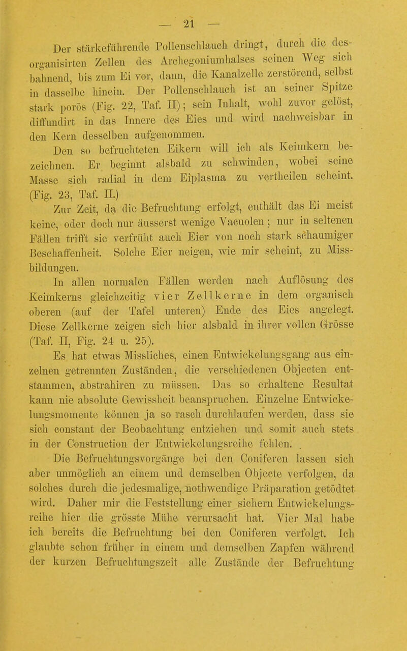 Der stärkefiilu-eiide Polleusclilaucli tlnngt, durch die des- oi-auisirteu Zellen des Archegoniumlialses seinen Weg- sich bahnend, bis zum Ei vor, dann, die Kanalzelle zerstörend, selbst in dasselbe hinein. Der Pollenschlauch ist an seiner Spitze stark porös (Fig. 22, Taf. II); sein Inhalt, wohl zuvor gelöst, ditTiuulirt in das Innere des Eies und wird nachweisbar m den Kern desselben aufgenommen. Den so befruchteten Eikern will ich als Keimkern be- zeichnen. Er beginnt alsbald zu schwinden, wobei seine Masse sich radial in dem Eiplasma zu vertheilen scheint. (Fig. 23, Taf. IL.) Zur Zeit, da die Befruchtung erfolgt, enthält das Ei meist keine, oder doch nur äusserst wenige Vacuolen ; nur in seltenen Fällen trifft sie verfrüht auch Eier von noch stark schaumiger Beschaffenheit. Solche Eier neigen, wie mir scheint, zu Miss- bildungen. In allen normalen Fällen werden nach Auflösung des Keimkerns gleichzeitig vier Zellkerne in dem organisch oberen (auf der Tafel imteren) Ende des Eies angelegt. Diese Zellkerne zeigen sich hier alsbald in ihrer vollen Grösse (Taf. n, Fig. 24 u. 25). Es hat etwas Missliclies, einen Entwickelungsgang aus ein- zelnen getrennten Zuständen, die verschiedenen Objecten ent- stammen, abstrahiren zu müssen. Das so erhaltene Resultat kann nie absolute Gewissheit beanspruchen. Einzelne Entwieke- lungsmomente können ja so rasch durchlaufen werden, dass sie sich constant der Beobachtung entziehen und somit auch stets in der Construction der Entwickelungsreihe fehlen. Die Befruchtungsvorgänge bei den Coniferen lassen sich aber unmöglich an einem und demselben Objecto verfolgen, da solches durch die jedesmalige, nothwendige Präparation getödtet ^vird. Daher mir die Feststellung einer siclieru Entwickelungs- reihe hier die grösste Mühe verursacht hat. Vier Mal habe ich bereits die Befrnchtimg bei den Coniferen verfolgt. Ich glaubte schon frülier in einem und demselben Zapfen während der kurzen Befruchtungszeit alle Zustände der Befruchtung