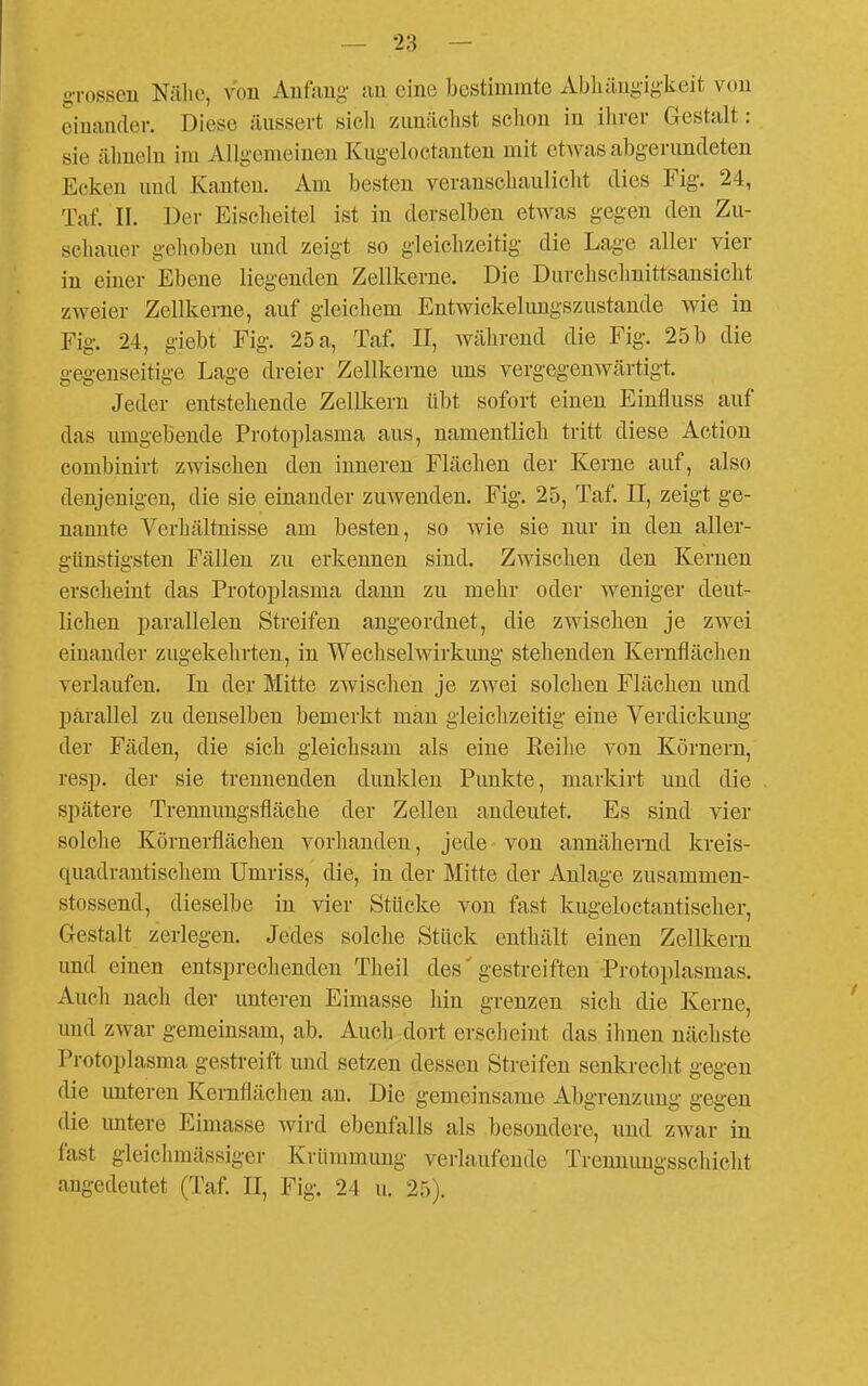 o-rossen Nälic, von Anfnng- an eine bestimmte Abliäugigkeit von einander. Diese äussert sicli zunächst sclion in ihrer Gestalt: sie älmeln im Allgemeinen Kugeloctanten mit etAvas abgerimdeten Ecken und Kanten. Am besten veranschauliclit dies Fig. 24, Tat. II. Der Eischeitel ist in derselben etwas gegen den Zu- schauer geliobeu und zeigt so gleichzeitig die Lage aller vier in einer Ebene liegenden Zellkerne. Die Durchschnittsansicht zweier Zellkerne, auf gleichem Entwickelungszustande wie in Fig. 24, giebt Fig. 25 a, Taf. II, während die Fig. 25 b die gegenseitige Lage dreier Zellkerne uns vergegenwärtigt. Jeder entstehende Zellkern übt sofort einen Einfluss auf das umgebende Protoplasma aus, namentlich tritt diese Actiou combinirt zwischen den inneren Flächen der Kerne auf, also denjenigen, die sie einander zuwenden. Fig. 25, Taf. II, zeigt ge- nannte Verhältnisse am besten, so wie sie nur in den aller- günstigsten Fällen zu erkennen sind. Zwischen den Kernen erseheint das Protoplasma dann zu mehr oder weniger deut- lichen parallelen Streifen angeordnet, die zwischen je zwei einander zugekehrten, in Wechselwirkung stehenden Kernflächen verlaufen. In der Mitte zwischen je zwei solchen Flächen und parallel zu denselben bemerkt man gleichzeitig eine Verdickung der Fäden, die sieh gleichsam als eine Reilie von Körnern, resp. der sie trennenden dunklen Punkte, markirt und die spätere Trennungsfläche der Zellen andeutet. Es sind vier solche Körnerflächen vorhanden, jede von annähernd kreis- quadrantischem Umriss, die, in der Mitte der Anlage zusammen- stossend, dieselbe in vier Stücke von fast kugeloctantischer, Gestalt zerlegen. Jedes solche Stück enthält einen Zellkern und einen entsprechenden Theil des' gestreiften Protoplasmas. Auch nach der unteren Eimasse hin grenzen sich die Kerne, und zwar gemeinsam, ab. Auch dort erscheint das ihnen nächste Protoplasma gestreift und setzen dessen Streifen senkrecht gegen die unteren Keruflächen an. Die gemeinsame Abgrenzimg gegen die untere Eimasse wird ebenfalls als besondere, und zwar in fast gleichmässiger Krümmung verlaufende Treunuugsschiclit angedeutet (Taf. II, Fig. 24 u. 25).