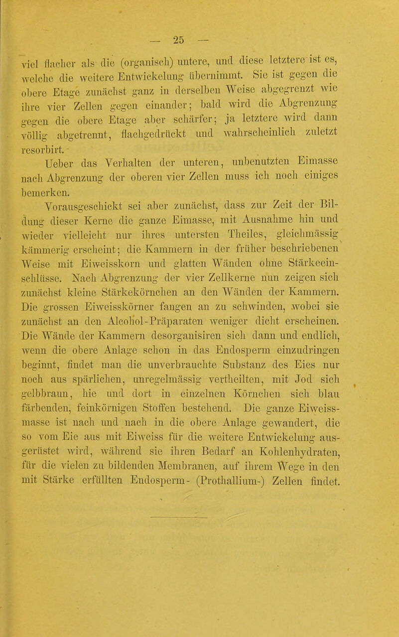 viel linc'licr als die (organisch) uuterc, und diese letztere ist es, welclic die weitere Entwickelimg überuimmt. Sie ist gegen die obere Etage zuuäclist ganz in derselben Weise abgegrenzt wie ihre vier Zellen gegen einander; bald wird die Abgrenzung gegen die obere Etage aber schärfer; ja letztere wird dann völlig abgetrennt, flachgedrückt und walirscheinlich zuletzt resorbirt. Ueber das Verhalten der unteren, unbenutzten Eimasse nach Abgrenzung der oberen vier Zellen muss ich noch einiges bemerken. Vorausgeschickt sei aber zunächst, dass zur Zeit der Bil- dung dieser Kerne die ganze Eimasse, mit Ausnahme hin und wieder vielleiclit nur ihres untersten Theiles, gleiohmässig kämmerig erscheint; die Kammern in der früher beschriebenen Weise mit Eiweisskorn und glatten Wänden ohne Stärkeein- schlüsse. Nach Abgrenzung der vier Zellkerne nun zeigen sich zimächst kleine Stärkekörnchen an den Wänden der Kammern. Die grossen Eiweisskörner fangen an zu schwinden, wobei sie zimächst an den Alcoliol-Präparaten weniger dicht erscheinen. Die Wände der Kammern desorgauisiren sich dann und endlich, wenn die obere Anlage schon in das Endosperm einzudringen beginnt, findet man die unverbrauchte Substanz des Eies nur noch aus spärlichen, unregelmässig vevtheilten, mit Jod sich gelbbraun, hie und dort in einzelnen Körnchen sich blau färbenden, feinkörnigen Stoffen bestehend. Die ganze Eiweiss- masse ist nach und nacli in die obere Anlage gewandert, die so vom Eie aus mit Eiweiss für die weitere Entwickelung aus- gerüstet wird, während sie ihren Bedarf an Kohlenhydraten, für die vielen zu bildenden Membranen, auf ihrem Wege in den mit Stärke erfüllten Endosperm- (Prothallium-) Zellen findet.