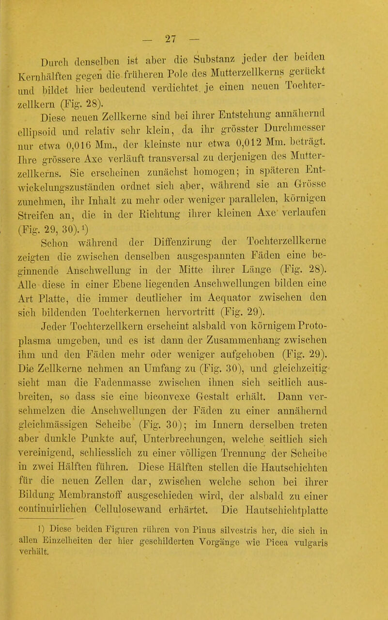 Durcli denselben ist nbev die Substanz jeder der beiden Kernliälften g-egen die frlilieren Pole des Mutterzellkerns gerückt und bildet hier bedeutend verdichtet, je einen neuen Tochter- zellkern (Fig. 28). Diese neuen Zellkerne sind bei ihrer Entstehung annähernd ellipsoid und relativ sehr klein, da ihr grösster Durclimesser nur etwa 0,016 Mm., der kleinste nur etwa 0,012 Mm. beträgt. Ihre grössere Axe verläuft transversal zu derjenigen des Mutter- zellkerns. Sie erscheinen zunächst homogen; in späteren Ent- wickelungszuständen ordnet sich aber, während sie an Grösse zunehmen, ihr Inhalt zu mehr oder weniger parallelen, körnigen Streifen an, die in der Eichtung ihrer kleinen Axe verlaufen (Fig. 29, 30). 0 Schon während der Diffenzirung der Tochterzellkerne zeigten die zAvischen denselben ausgespannten Fäden eine be- ginnende Anschwellung in der Mitte ihrer Länge (Fig. 28). Alle diese in einer Ebene liegenden Anschwellungen bilden eine Art Platte, die immer deutlicher im Aequator zwischen den sich bildenden Tochterkernen hervortritt (Fig. 29). Jeder Tochterzellkern erscheint alsbald von körnigem Proto- plasma umgeben, und es ist dann der Zusammenhang zwischen ihm und den Fäden mehr oder weniger aufgehoben (Fig. 29). Die Zellkerne nehmen an Umfang zu (Fig. 30), und gleichzeitig sieht man die Fadenmasse zwischen ihnen sich seitlich aus- breiten, so dass sie eine biconvexe Gestalt erhält. Dann ver- schmelzen die Anschwellungen der Fäden zu einer annähernd gleichmässigen Scheibe (Fig. 30); im Innern derselben treten aber dunkle Punkte auf, Unterbrechungen, welche seitlich sich vereinigend, schliesslich zu einer völligen Trennung der Scheil)e in zwei Hälften führen. Diese Hälften stellen die Hautschichten für die neuen Zellen dar, zwischen welche schon bei ihrer Bildung Membranstoflf ausgeschieden wird, der alsbald zu einer continuirlichen Cellulosewand erhärtet. Die Hautschichtplatte 1) Diese beiden Figuren rühren von Pinns silvestris her, die sich in allen Einzelheiten der hier geschilderten Vorgänge wie Ticea vulgaris verhält.