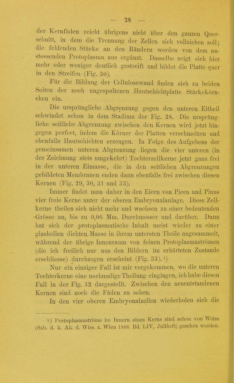 der Keraffiden reielit lilirigens uiclit über den ganzen Qiier- sclinitt, in dem die Trennung- der Zellen sich vollziehen soll; die fehlenden Stlicke an den Rändern werden von dem an- stossenden Protoplasma aus ergänzt. Dasselbe zeigt sieli hier mehr oder weniger deutlich gestreift und bildet die Platte quer in den Streifen (Fig. 30). Für die Bildung- der Cellulosewand finden sich zu beiden Seiten der noch ungespaltenen Hautschichtplatte • Stärkekörn- chen ein. Die ursprüngliche Abgrenzung- gegen den unteren Eitheil schwindet schon in dem Stadium der Fig. 28. Die ursprüng- liche seitliche Abgrenzung zwischen den Kernen wird jetzt hin- gegen perfect, indem die Körner der Platten verschmelzen und ebenfalls Hautschicliten erzeugen. Tn Folge .des Aufgebens der gemeinsamen unteren Abgrenzung liegen die vier unteren (in der Zeiclmung stets umgekehrt) Tochterzellkerne jetzt ganz frei in der unteren Eimasse, die in den seitlichen Abgrenzungen gebildeten Membranen enden dann ebenfalls frei zwischen diesen Kernen (Fig. 29, 30, 31 und 33). Immer findet man daher in den Eiern von Picea und Pinns vier freie Kerne unter der oberen Embryonalanlage. Diese Zell- kerne tlieilen sich nicht mehr und wachsen zu einer bedeutenden •G-rösse an, bis zu 0,06 Mm. Durchmesser und darüber. Dann hat sich der protoplasmatische Inhalt meist wieder zu einer glashellen dichten Masse in ihrem untersten Theile angesammelt, während der übrige Innenraum von feinen Protoplasmaströmen (die ich freilich nur aus den Bildern im erhärteten Zustande erschliesse) durchzogen erscheint (Fig. 33). i) Nur ein einziger Fall ist mir vorgekommen, wo die unteren Tochterkerne eine nochmalige Theilung eingingen, ich habe diesen Fall in der Fig. 32 dargestellt. Zwischen den neuentstandenen Kernen sind noch die Fäden zu sehen. In den vier oberen Embryonalzellen wiederholen sich die 1) Pi-otoplasmaströme im Innern eines Kerns sind schon von Weiss (Szb. d. k. Ak. d. Wiss. z. Wien 18Ü6. Bd. LIV, Juliheft) gesehen worden.