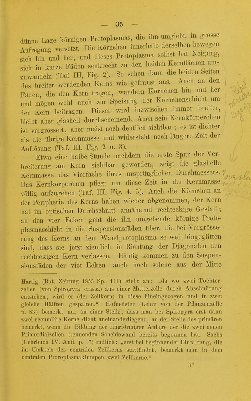 dtinne Lage körnigen Protoplasmas, die ihn umgiebt, m grosse AX'^ung versetzt. Die Körnchen innerhalb derselben bewegen sich hin und her, und dieses Protoplasma selbst hat Neigung, sich in kurze Fäden senkrecht zu den beiden Kernflächen um- zmvandeln (Taf. IH, Fig. 2). So sehen dann die beiden Seiten des breiter werdenden Kerns wie gefranst aus. Auch an den Fäden, die den Kern tragen, wandern Körnchen hm und her und mögen wohl auch zur Speisung der Körnchenschicht um den Kern beitragen. Dieser wird inzwischen immer breiter, bleibt aber glashell durchscheinend. Auch sein Kernkorperchen ist vergrössert, aber meist noch deutlich sichtbar ; es ist dichter als die übrige Kernmasse und widersteht noch längere Zeit der Auflösung (Taf. HI, Fig. 2 u. 3). Etwa eine halbe Stunde nachdem die erste Spur der Ver- breiterung am Kern sichtbar geworden, zeigt die glashelle Kernmasse das Vierfache ihres ursprünglichen Durchmessers, f Das Kernkörperchen pflegt um diese Zeit in der Kernmasse  völlig aufzugehen (Taf. III, Fig. 4, 5). Auch die Körnchen an der Periplierie des Kerns haben wieder abgenommen, der Kern hat im optischen Durchschnitt annähernd rechteckige Gestalt; an den vier Ecken geht die ihn umgebende körnige Proto- plasmaschicht in die Suspensionsfäden über, die bei Vergrösse- rung des Kerns an dem Wandprotoplasma so weit hingeglitten sind, dass sie jetzt ziemlich in Richtung der Diagonalen den rechteckigen Kern verlassen. Häufig kommen zu den Suspen- sionsfäden der vier Ecken auch noch solche aus der Mitte Hartig (Bot. Zeitung 18S5 Sp. 411) giebt an: „da wo zwei Tochter- zellen (von Spirogyra crassa) aus einer Mntterzelle durch Abschnürung entstehen, wird er (der Zellkern) in diese hineingezogen nnä in zwei gleiche Hälften gespalten. Hofmeister (Lehre von der Pflanzenzelle p. 83) bemerkt nur an einer Stelle, dass man bei Spirogyra erst dann zwei secundäre Kerne dicht aneinanderliegend, an der Stelle des primären bemerkt, wenn die Bildung der ringförmigen Anlage der die zwei neuen Primordialzellen trennenden Scheidewand bereits begonnen hat. Sachs (Lehrbuch IV. Aufl. p. 17) endlich: „erst bei beginnender Einf^iltung, die im Umkreis des centralen Zellkorns stattfindet, bemerkt man in dem centralen Proroplasmaklumpen zwei Zellkerne. 3*