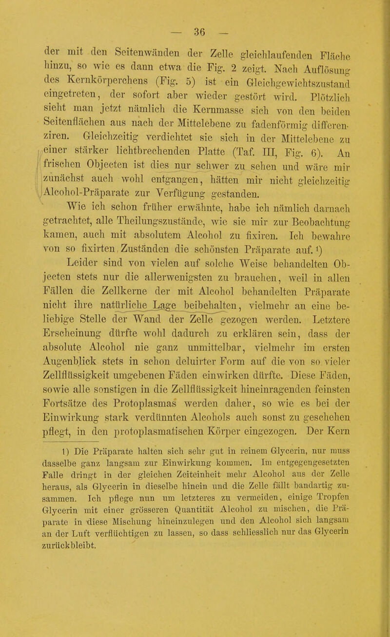 der mit den Scitenwünden der Zelle gleielilaufendeu Fläelie hinzu, so wie es dann etwa die Fig. 2 zeigt. Nach Auflösung des Kernkörperchens (Fig. 5) ist ein Gleichgewichtszustand eingetreten, der sofort aber wieder gestört wird. Plötzlich sieht man jetzt ncämlich die Kernmasse sich von den beiden Seitenflächen aus nach der Mittelebene zu fadenförmig differen- ziren. Gleichzeitig verdichtet sie sich in der Mittelebene zu Meiner stcärker lichtbrechenden Platte (Taf. III, Fig. 6). An j'frischen Objecten ist dies nur schwer zu sehen und wäre mir lizunächst auch wohl entgangen, hätten mir nicht gleichzeitig yAlcohol-Präparate zur Verfügung gestanden. Wie ich schon früher erwähnte, habe ich nämlich darnacli getrachtet, alle Theilungszustände, wie sie mir zur Beobachtung kamen, auch mit absolutem Alcohol zu fixiren. Ich bewahre von so fixirten, Zuständen die schönsten Präparate auf. Leider sind von vielen auf solche Weise beliandelten Ob- jecten stets nur die allerwenigsten zu brauchen, weil in allen Fällen die Zellkerne der mit Alcohol behandelten Präparate nicht ihre natürliche Lage beibehalten, vielmehr an eine be- liebige Stelle der Wand der Zelle gezogen werden. Letztere Erscheinung dürfte wohl dadurch zu erklären sein, dass der absolute Alcohol nie ganz unmittelbar, vielmeln* im ersten Augenblick stets in schon deluirter Form auf die von so vieler Zellflüssigkeit umgebenen Fäden einwirken dürfte. Diese Fäden, sowie alle sonstigen in die Zellflüssigkeit hineinragenden feinsten Fortsätze des Protoplasmas werden daher, so wie es bei der Einwirkung stark verdünnten Alcohols auch sonst zu geschehen pflegt, in den protoplasmatischen Körper eingezogen. Der Kern 1) Die Präparate halten sich sehr gut in reinem Glycerin, nur rauss dasselbe ganz langsam zur Einwirkung kommen. Im entgegengesetzten Falle dringt in der gleichen Zeiteinheit mehr Alcohol aus der Zelle heraus, als Glycerin in dieselbe hinein und die Zelle fällt bandartig zu- sammen. Ich pflege nun um letzteres zu vermeiden, einige Tropfen Glycerin mit einer grösseren Quantität Alcohol zu mischen, die Prä- parate in diese Mischung hineinzulegen und den Alcohol sich langsam an der Luft verflüchtigen zu lassen, so dass schliesslich nur das Glycerin zurückbleibt.
