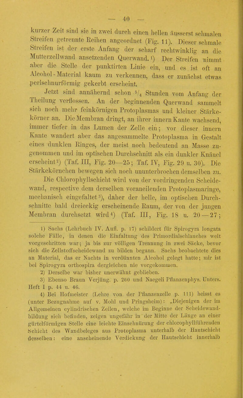 kurzer Zeit sind sie in ZAvei dureli einen liellen äusserst scliraalen Streifen getrennte Reilien angeordnet (Fig, n). Dieser schmale Streifen ist der erste Anfang der scliarf rcclitwinklig an die Mutterzellwand ansetzenden Querwand, i) Der Streifen nimmt aber die Stelle der punktirten Linie ein, und es ist oft an Alcohol-Material kaum zu verkennen, dass er zunächst etwas perlsclmurförmig- gekerbt erscheint. Jetzt sind annähernd schon ^/^ Stunden vom Anfang der Theihmg verflossen. An der beginnenden Querwand sammelt sich nocli melir feinkörnigen Protoplasmas und kleiner Stärke- körner an. Die Membran dringt, an ihrer Innern Kante wachsend, immer tiefer in das Lumen der Zelle ein; vor dieser Innern Kante wandert aber das angesammelte Protoplasma in Gestalt eines dunklen Ringes, der meist noch bedeutend an Masse zu- genommen und im optischen Durchschnitt als ein dunkler Knäuel ersc]ieint2) (Taf. III, Fig. 20—25; Taf. IV, Fig. 29 u. 30). Die Stärkekörnchen bewegen sich noch ununterbrochen demselben zu. Die Chlorophyllschiclit wird von der vordringenden Scheide- wand, respective dem derselben voraneilenden Protoplasmaringe, mechanisch eingefaltet»), daher der helle, im optischen Durch- schnitte bald dreieckig erscheinende Raum, der von der jungen Membran durchsetzt wird*) (Taf. III, Fig. 18 u. 20 — 27; 1) Sachs (Lehrbuch IV. Aufl. p. 17) schildert für Spirogyra longata solche Fülle, in denen die Einfaltung des Primordialschlauches weit vorgeschritten war; ja bis zur völligen Trennung in zwei Säcke, bevor sich die Zellstoffscheidewand zu bilden begann. Sachs beobaclitete dies an Material, das er Nachts in verdünnten Alcohol gelegt hatte; mir ist bei Spirogyra orthospira dergleichen nie vorgekommen. 2) Derselbe war bisher unerwähnt geblieben. 3) Ebenso Braun Verjüng, p. 2(i0 und Naegeli Pflanzenphys. Unters. Heft I p. 44 u. 46. 4) Bei Hofmeister (Lehre von der Pflanzenzelle p. III) heisst es (unter Bezugnahme auf v. Mohl und Pringsheim): „Diejenigen der im Allgemeinen cylindrischen Zellen, welche im Beginne der Scheidewand- bildung sich befinden, zeigen ungefähr in der Mitte der Länge an einer gürtelförmigen Stelle eine leichte Einschnürung der chlorophyllführeuden Schicht des Wandbeleges aus Protoplasma unterhalb der Hautschicht desselben: eine anscheinende Verdickung der Hautschicht innerhalb