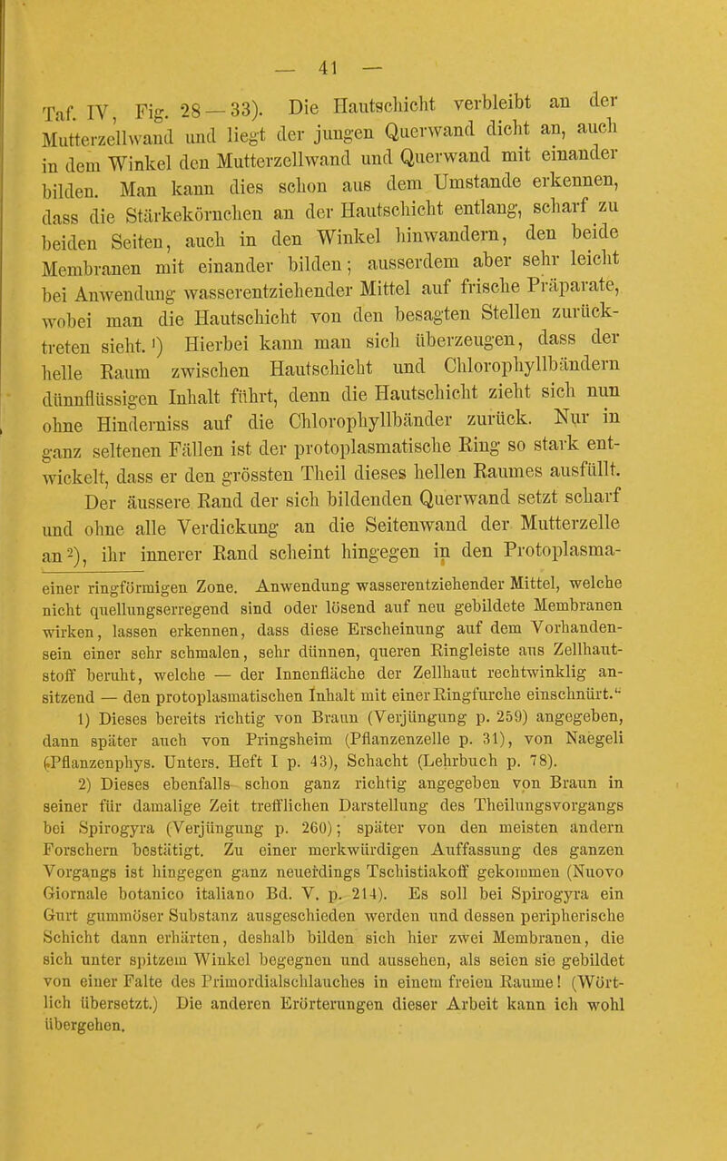 Taf IV Fig. 28 — 33). Die Hautscliicht verbleibt au der Mutterzelhvaml und liegt der jungen Querwand dicht an, auch in dem Winkel den Mutterzellwand und Querwand mit einander bilden. Man kann dies sclion aus dem Umstände erkennen, dass die Stärkekörnclien an der Hautscliiclit entlang, scharf zu beiden Seiten, auch in den Winkel hinwandern, den beide Membranen mit einander bilden; ausserdem aber sehr leicht bei Anwendung wasserentziehender Mittel auf frische Präparate, wobei man die Hautschicht von den besagten Stellen zurück- treten sieht,') Hierbei kann man sich überzeugen, dass der helle Raum zwischen Hautschicht und Chlorophyllbändern dünnflüssigen Inhalt führt, denn die Hautschicht zieht sich nun ohne Hinderniss auf die Chlorophyllbänder zurück. N^r in ganz seltenen Fällen ist der protoplasmatische Ring so stark ent- wickelt, dass er den grössten Theil dieses hellen Raumes ausfüllt. Der äussere Rand der sich bildenden Querwand setzt scharf und ohne alle Verdickung an die Seitenwand der Mutterzelle an 2), ihr innerer Rand scheint hingegen in den Protoplasma- einer ringförmigen Zone. Anwendung wasserentziehender Mittel, welche nicht quellungserregend sind oder lösend auf neu gebildete Membranen wirken, lassen erkennen, dass diese Erscheinung auf dem Vorhanden- sein einer sehr schmalen, sehr dünnen, queren Eingleiste aus Zellhaut- stoff beruht, welche — der Innenfläche der Zellhaut rechtwinklig an- sitzend — den protoplasmatischen Inhalt mit einer Ringfurche einschnürt.*• 1) Dieses bereits richtig von Braun (Verjüngung p. 259) angegeben, dann später auch von Pringsheim (Pflanzenzelle p. 31), von Naegeli ^Pflanzenphys. Unters. Heft I p. 43), Schacht (Lehrbuch p. 78). 2) Dieses ebenfalls schon ganz richtig angegeben von Braun in seiner für damalige Zeit treft'lichen Darstellung des Theilungsvorgangs bei Spirogyra (Verjüngung p. 260); später von den meisten andern Forschem bestätigt. Zu einer merkwürdigen Auffassung des ganzen Vorgangs ist hingegen ganz neuei'dings Tschistiakoff gekommen (Nuovo Griornale botanico italiano Bd. V. p. 214). Es soll bei Spirogyra ein Gurt gummöser Substanz ausgeschieden werden und dessen peripherische Schicht dann erhärten, deshalb bilden sich hier zwei Membranen, die sich unter spitzem Winkel begegnen und aussehen, als seien sie gebildet von einer Falte des Primordialschlauches in einem freien Räume! (Wört- lich übersetzt.) Die anderen Erörterungen dieser Arbeit kann ich wohl Ubergehen.