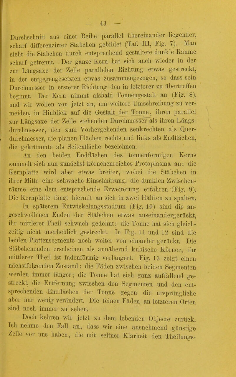 Durcliselmitt aus einer Reilie parallel übereinander liegender, scharf differenzirter Stäbchen gebildet (Taf. III, Fig. 7). Man siebt die Stäbchen durch entsprechend gestaltete dunkle Räume scharf getrennt. . Der ganze Kern hat sich auch wieder in der zur Längsaxe der Zelle parallelen Richtung etwas gestreckt, in der entgegengesetzten etwas zusammengezogen, so dass sein Durchmesser in ersterer Richtung den in letzterer zu übertreffen beginnt. Der Kern nimmt alsbald Tonuengestalt an (Fig. 8), imd wir wollen von jetzt an, um weitere Umschreibung zu ver- meiden, in Hinblick auf die Gestalt der Tonne, ihren parallel zur Längsaxe der Zelle stehenden Durchmessef'als ihren Läugs- durchmesser, den zum Vorhergehenden senkrechten als Quer- durchmesser, die planen Flächen rechts und links als Endflächen, die gekrümmte als Seitenfläche bezeichnen. An den beiden Endflächen des tonnenförmigen Kerns sammelt sich nun zunächst körnchenreiches Protoplasma an; die Kernplatte wird aber etwas breiter, wobei die Stäbchen in ihrer Mitte eine schwache Einschnürung, die dunklen Zwischen- räume eine dem entsprechende Erweiterung erfahren (Fig. 9). Die Kernplatte fängt hiermit an sich in zwei Hälften zu spalten. In späterem Entwickelungsstadium (Fig. 10) sind die an- geschwollenen Enden der Stäbchen etwas auseinandergerückt, ihr mittlerer Theil schwach gedehnt; die Tonne hat sich gleich- zeitig nicht unerheblich gestreckt. In Fig. 11 und 12 sind die beiden Plattensegmente noch weiter von einander gerückt. Die Stäbchenenden erscheinen als annähernd kubische Körner, ihr mittlerer Theil ist fadenförmig verlängert. Fig. 13 zeigt einen nächstfolgenden Zustand: die Fäden zwischen beiden Segmenten Averden immer länger; die Tonne hat sich ganz auffallend ge- streckt, die Entfernung zwischen den Segmenten und den ent- sprechenden Endflächen der Tonne gegen die ursprüngliche aber nur wenig verändert. Die feinen Fäden an letzteren Orten sind noch immer zu sehen. Doch kehren wir jetzt zu dem lebenden Objecte zurück. Ich nehme den Fall an, dass wir eine ausnelmiend günstige Zelle vor uns liaben, die mit seltner Klarheit den Theilungs-