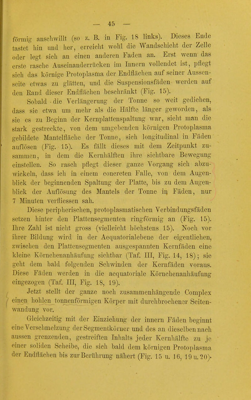 förmig anschwillt (so z. B. in Fig. 18 links). Dieses Ende tastet hin und her, erreicht wolil die Wandschicht der Zelle oder legt sicli an einen anderen Faden an. Erst wenn das erste rasche Auseinanderrücken im Innern vollendet ist, pflegt sich das körnige Protoplasma der Endflächen auf seiner Ausscn- seite etwas zu glätten, und die Suspensionsfäden werden auf den Rand dieser Endflächen beschränkt (Fig. 15). Sobald • die Verlängerung der Tonne so weit gediehen, dass sie etwa um mehr als die Hälfte länger geworden, als sie es zu Beginn der Kernplattenspaltung war, sieht man die stark gestreckte, von dem umgebenden körnigen Protoplasma gebildete Mantelfläche der Tonne, sich longitudinal in Fäden auflösen (Fig. 15). Es fällt dieses mit dem Zeitpunkt zu- sammen, in dem die Kernhälften ihre sichtbare Bewegung einstellen. So rasch pflegt dieser ganze Vorgang sich abzu- wickeln, dass ich in einem conereten Falle, von dem Augen- blick der beginnenden Spaltung der Platte, bis zu dem Augen- blick der Auflösung des Mantels der Tonne in Fäden, nur 7 Minuten verfliessen sah. Diese peripherischen, protoplasmatischen Verbindungsfäden setzen hinter den Plattensegmenten ringförmig an (Fig. 15). Ihre Zahl ist nicht gross (vielleicht höchstens 15). Noch vor ihrer Bildung wird in der Aequatorialebene der eigentlichen, zwischen den Plattensegmenten ausgespannten Kernfäden eine kleine Körnchenanhäufung sichtbar (Taf. III, Fig. 14, 18); sie geht dem bald folgenden Schwinden der Kernfäden voraus. Diese Fäden werden in die aequatoriale Körnchenanhäufimg eingezogen (Taf. III, Fig. 18, 19). Jetzt stellt der ganze noch zusammenhängende Complex einen holilen tonnenföi-migen Körper mit durchbrochener Seiten- wandung vor. Grleichzeitig mit der Einziehung der innern Fäden beginnt eine Verschmelzung derSegmentköruer und des an dieselben nach aussen grenzenden, gestreiften Inhalts jeder Kernhälfte zu je einer soliden Scheibe, die sich bald dem körnigen Protoplasma der Endflächen bis zur Berührung nähert (Fig. 15 u. 16, 19u.20).