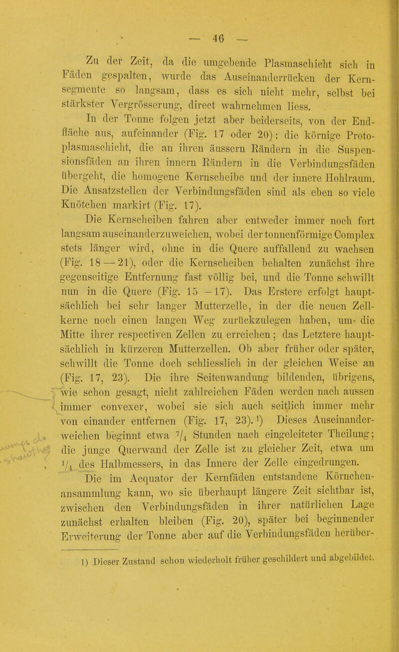 Zu der Zeit, da die umgebende Plasmascliicht sicli in Fäden gespalten, wurde das Auseinanderrücken der Kern- segmente so langsam, dass es sicli nicht mehr, selbst bei stärkster Vergrösserung, direct wahrnehmen Hess. In der Tonne folgen jetzt aber beiderseits, von der End- fläche aus, aufeinander (Fig. 17 oder 20): die körnige Proto- plasmaschicht, die an ihren äussern Rändern in die Suspen- sionsfäden an ihren innern Rändern in die Verbindungsfäden tibergeht, die homogene Kernseheibe und der innere Hohlraum. Die Ansatzstellen der Verbindungsfäden sind als eben so viele Knötchen markirt (Fig. 17). Die Kernscheiben fahren aber entweder immer noch fort langsam auseinanderzuweichen, wobei der tonnenförmige Complex stets länger wird, ohne in die Quere auffallend zu wachsen (Fig. 18 — 21), oder die Kernscheiben behalten zunächst ihre gegenseitige Entfernung fast völlig bei, und die Tonne schwillt nun in die Quere (Fig. 15 -17). Das Erstere erfolgt haupt- sächlich bei sehr langer Mutterzelle, in der die neuen Zell- kerne noch einen langen Weg zurückzulegen haben, um« die Mitte ihrer respectiven Zellen zu erreichen ; das Letztere haupt- sächlich in kürzeren Mutterzellen. Ob aber früher oder später, schAvillt die Tonne doch schliesslich in der gleiclien Weise an (Fig. 17, 23). Die ihre Seitenwandimg bildenden, übrigens, vwie schon gesagt, nicht zalüreichen Fäden Averden nacli aussen ' immer convexer, wobei sie sich auch seitlich immer mehr von einander entfernen (Fig. 17, 23).') Dieses Auseinander- weichen beginnt etwa ^j^ Stunden nach eingeleiteter Theilung; die junge Querwand der Zelle ist zu gleicher Zeit, etwa um V4 des Halbmessers, in das Innere der Zelle eingedrungen. Die im Aequator der Kernfäden entstandene Körnchen- ansammlung kann, wo sie überhaupt längere Zeit sichtbar ist, zwischen den Verbindimgsfäden in ihrer natürlichen Lage zunächst erhalten bleiben (Fig. 20), später bei beginnender Erweiterung der Tonne aber auf die Verbindungsfäden herüber- I) Dieser Zustand schon wiederholt früher geschildert und abgebilde