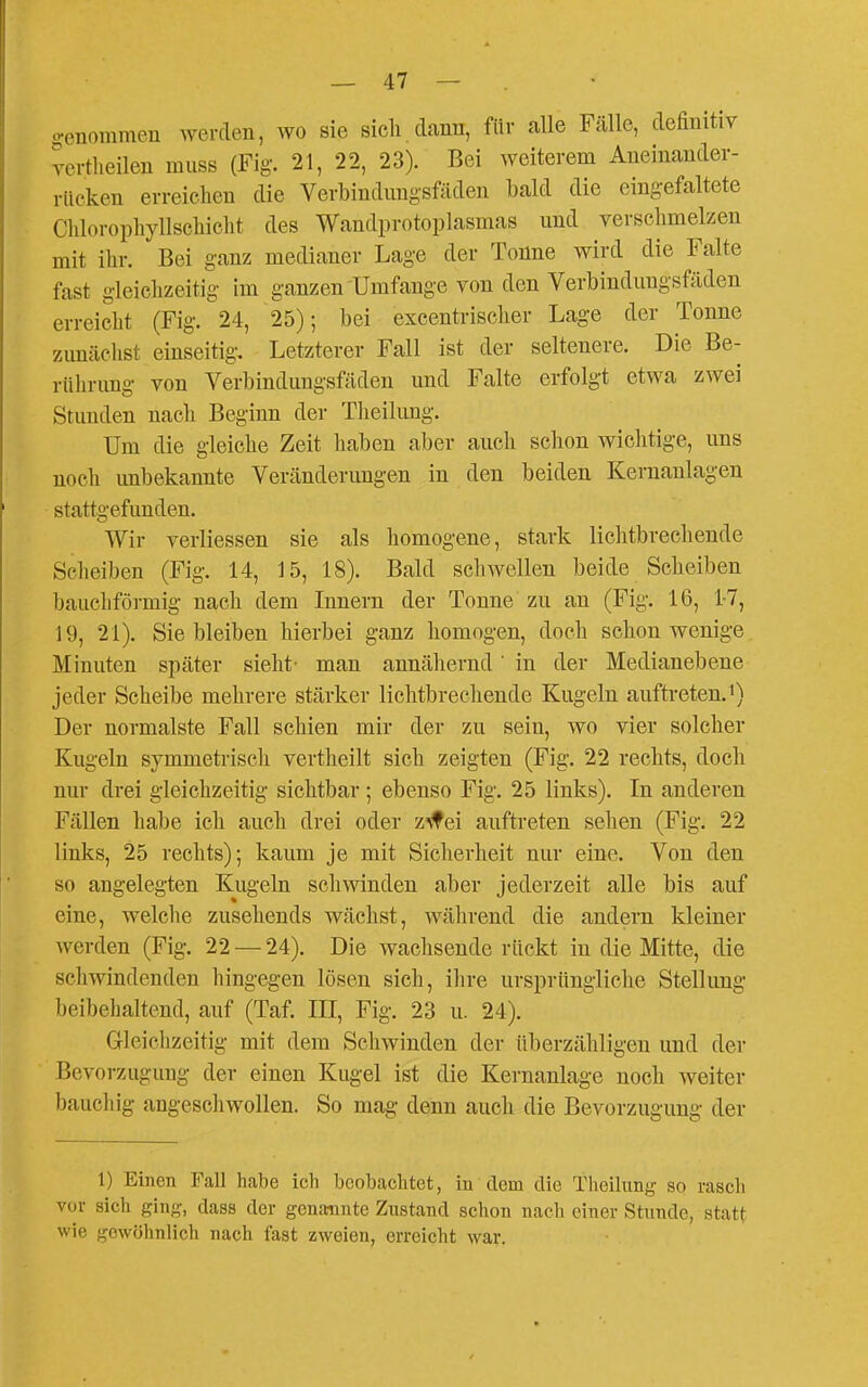 o-enommen werden, wo sie sich dann, für alle Fälle, definitiv vcrtlieilen muss (Fig. 21, 22, 23). Bei weiterem Aneinander- rücken erreichen die Verbindungsfäden bald die eingefaltete Chlorophyllsehieht des Wandprotoplasmas und verschmelzen mit ihr. Bei ganz medianer Lage der Tonne wird die Falte fast gleichzeitig im ganzen Umfange von den Verbindungsfäden erreicht (Fig. 24, 25); bei excentrisclier Lage der Tonne zunäclist einseitig. Letzterer Fall ist der seltenere. Die Be- riilirung von Verbindungsfäden und Falte erfolgt etwa zwei Stunden nach Beginn der Tlieilung. Um die gleiche Zeit haben aber auch schon wichtige, uns noch unbekannte Veränderungen in den beiden Kernanlagen stattgefunden. Wir verliessen sie als homogene, stark lichtbrechende Scheiben (Fig. 14, J5, 18). Bald schwellen beide Scheiben bauchförmig nach dem Innern der Tonne zu an (Fig. 16, 1-7, 19, 21). Sie bleiben hierbei ganz homogen, doch schon wenige Minuten später sieht- man annähernd' in der Medianebene jeder Scheibe mehrere stärker lichtbrechende Kugeln auftreten.i) Der normalste Fall schien mir der zu sein, wo vier solcher Kugeln symmetriscli vertheilt sich zeigten (Fig. 22 rechts, doch nur drei gleichzeitig sichtbar; ebenso Fig. 25 links). In anderen Fällen habe ich auch drei oder zWei auftreten sehen (Fig. 22 links, 25 rechts); kaum je mit Sicherheit nur eine. Von den so angelegten Kugeln schwinden aber jederzeit alle bis auf eine, welche zusehends wächst, während die andern kleiner werden (Fig. 22 — 24). Die wachsende rückt in die Mitte, die scliwindenden hingegen lösen sich, ihre ursprüngliche Stellung beibehaltend, auf (Taf. III, Fig. 23 u. 24). Grleichzeitig mit dem Schwinden der überzähligen und der Bevorzugung der einen Kugel ist die Kernanlage noch weiter bauchig angeschwollen. So mag denn auch die Bevorzugung der 1) Einen Fall habe ich beobachtet, in dem die Theilung so rascli vor sich ging, dass der genannte Znstand schon nach einer Stunde, statt wie gewöhnlich nach fast zweien, erreicht war.