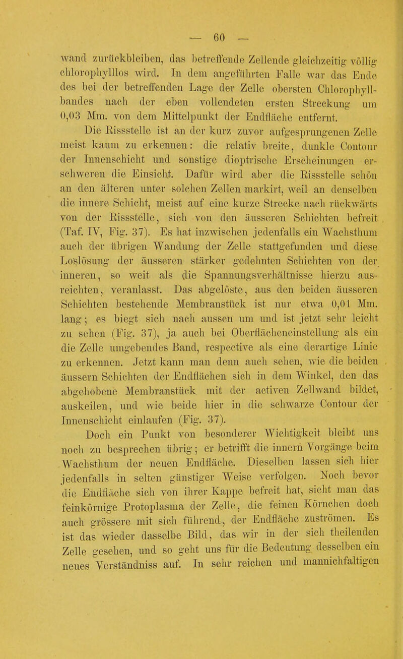 wand zuriiekbleibeii, das l)etreffe]Kle Zelleiide gleiclizeitig- völlig- chloi-opliylllos wird. In dem angefühvten Falle war das Ende des bei der betreffenden Lage der Zelle obersten Chlorophyll- bandes nach der eben vollendeten ersten Streckung um 0,03 Mm. von dem Mittelpunkt der Endfläche entfernt. Die Eissstelle ist an der kurz zuvor aufgesprungenen Zelle meist kaum zu erkennen: die relativ breite, dunkle Contour der Innenschicht und sonstige dioptrisclie Erscheinungen er- schweren die Einsickt. Dafür wird aber die Rissstelle schön 4 an den älteren unter solchen Zellen markirt, weil an denselben die innere Schicht, meist auf eine kurze Strecke nach rückwärts von der Eissstelle, sich von den äusseren Schichten befreit (Taf. IV, Fig. 37). Es hat inzwischen jedenfalls ein Wachsthum auch der übrigen Wandung der Zelle stattgefunden und diese Loslösung der äusseren stärker gedehnten Schichten von der inneren, so weit als die Spannungsverhältnisse hierzu aus- reichten, veranlasst. Das abgelöste, aus den beiden äusseren Schichten bestehende Membranstück ist nur etwa 0,01 Mm. lang; es biegt sich nach aussen um und ist jetzt sehr leicht zu sehen (Fig. 37), ja auch bei Oberfiächeneinstellung als ein die Zelle umgebendes Band, respective als eine derartige Linie zu erkennen. Jetzt kann man denn auch sehen, wie die beiden äussern Schichten der Endflächen sich in dem Winkel, den das aba'ehobene Membranstück mit der activen Zellwand bildet, auskeilen, und wie beide hier in die schwarze Contour der Innenschicht einlaufen (Fig. 37). Doch ein Punkt von besonderer Wichtigkeit bleibt uns noch zu besprechen übrig; er betrifft die Innern Vorgänge beim Wachsthum der neuen Endfläche. Dieselben lassen sicli hier jedenfalls in selten günstiger Weise verfolgen. Noch bevor die Endfläche sich von ihrer Kappe befreit hat, sieht man das feinkörnige Protoplasma der Zelle, die feinen Körnchen doch auch grössere mit sich führend, der Endfläche zuströmen. Es ist das wieder dasselbe Bild, das wir in der sich theilenden Zelle gesehen, und so geht uns für die Bedeutung desselben ein neues Verständniss auf. In sehr reichen und mannichfaltigen