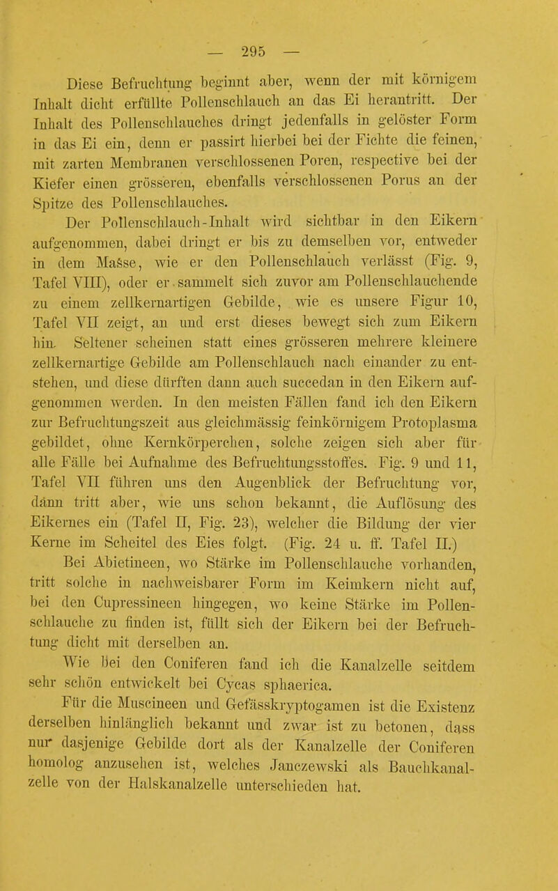 Diese Befruclitung beginnt aber, wenn der mit körnigem Inhalt dicht erfüllte PoUensclilauch an das Ei herantritt. Der Inhalt des Pollenschlauches dringt jedenfalls in gelöster Form in das Ei ein, denn er passirt hierbei bei der Fichte die feinen, mit zarten Membranen versclüossenen Poren, respective bei der Kiefer einen grösseren, ebenfalls verschlossenen Porus an der Spitze des Pollenschlauches. Der Pollenschlauch-Inhalt wird sichtbar in den Eikern aufgenommen, dabei dringt er bis zu demselben vor, entweder in dem MaSse, wie er den Pollenschlauch verlässt (Fig. 9, Tafel VIE), oder er. sammelt sich zuvor am Pollenschlauchende zu einem zellkernartigen Gebilde, wie es unsere Figur 10, Tafel VII zeigt, an und erst dieses bewegt sich zum Eikera hin. Seltener scheinen statt eines grösseren mehrere kleinere zellkernartige Gebilde am Pollenschlauch nach einander zu ent- stehen, und diese dürften dann auch succedan in den Eikern auf- genommen werden. In den meisten Fällen fand ich den Eikern zur Befruchtungszeit aus gleichmässig feinkörnigem Protoplasma gebildet, ohne Kernkörperclien, solche zeigen sich aber für alle Fälle bei Aufnahme des Befruchtungsstoff'es. Fig. 9 und 11, Tafel Vn führen uns den Augenblick der Befruchtung vor, dann tritt aber, wie uns schon bekannt, die Auflösung des Eikei ■nes ein (Tafel II, Fig. 23), welcher die Bildung der vier Kerne im Scheitel des Eies folgt. (Fig. 24 u. ff. Tafel II.) Bei Abietineen, wo Stärke im Pollenschlauche vorhanden, tritt solche in nachweisbarer Form im Keimkern nicht auf, bei den Cupressineen hingegen, wo keine Stärke im Pollen- schlauche zu finden ist, füllt sich der Eikern bei der Befruch- tung dicht mit derselben an. Wie bei den Coniferen fand ich die Kanalzelle seitdem sehr schön entwickelt bei Cycas sphaerica. Für die Muscineen und Gefässkryptogamen ist die Existenz derselben hinlänglich bekannt und zwar ist zu betonen, dass nur dasjenige Gebilde dort als der Kanalzelle der Coniferen homolog anzuseilen ist, welches Jauczewski als Bauclikaual- zelle von der Halskanalzelle unterschieden hat.