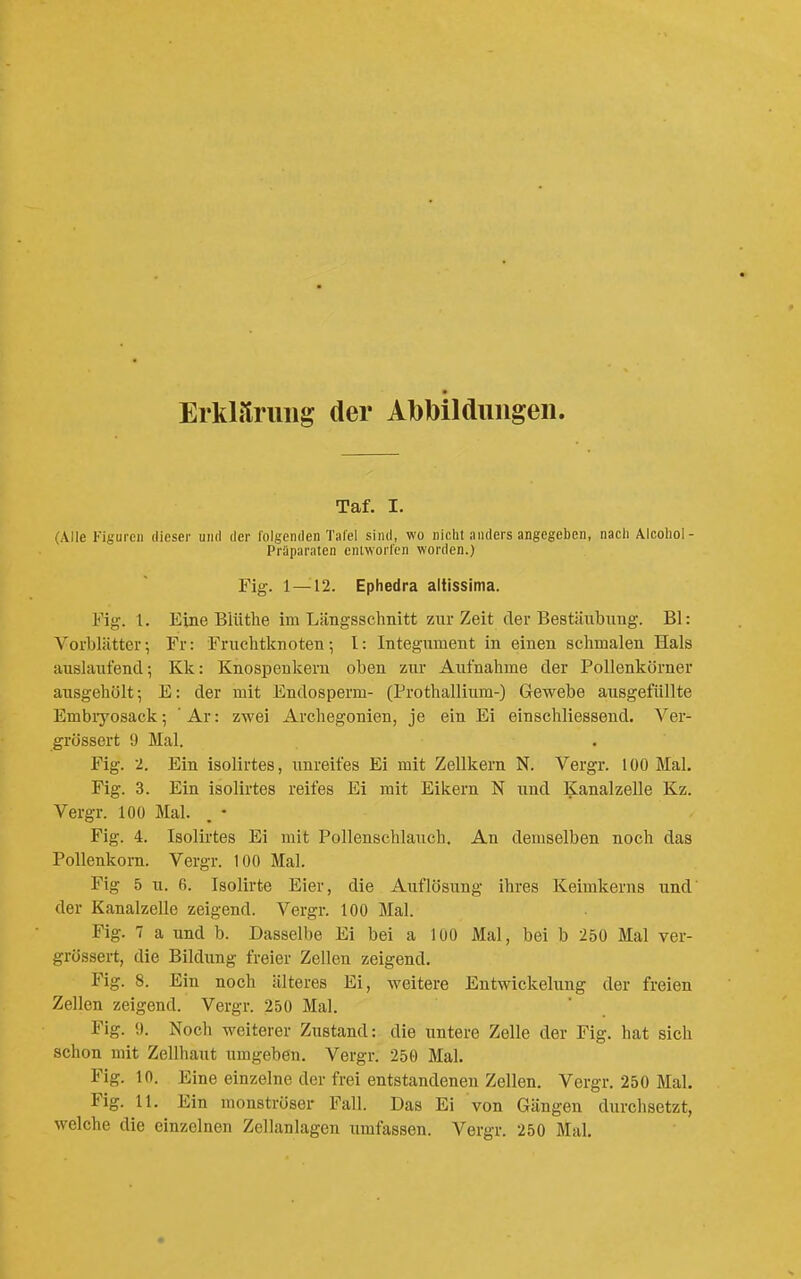 Taf. I. (Alle Figuren dieser und der folgenden Tafel sind, wo niclit anders angegeben, nacli Alcoliol- Präparaten entworfen worden.) Fig. 1 — 12. Ephedra altissima. ¥ig. 1. Eine Blüthe im Längsschnitt zur Zeit der Bestäubung. El: Vorblätter; Fr: Fruchtknoten-, 1: Integument in einen schmalen Hals auslaufend-, Kk: Knospenkeru oben zur Aufnahme der Pollenkörner ausgehült; E: der mit Endosperm- (Prothallium-) Gewebe ausgefüllte Embiyosack; Ar: zwei Archegonien, je ein Ei einschliessend. Ver- grössert 9 Mal. Fig. 2. Ein isolirtes, unreifes Ei mit Zellkern N. Vergr. 100 Mal. Fig. 3. Ein isolirtes reifes Ei mit Eikern N und Kanalzelle Kz. Vergr. 100 Mal. . • Fig. 4. Isolirtes Ei mit Pollenschlauch. An demselben noch das Pollenkorn. Vergr. 100 Mal. Fig 5 u. 6. Isolirte Eier, die Auflösung ihres Keimkerns und der Kanalzelle zeigend. Vergr. 100 Mal. Fig. 7 a und b. Dasselbe Ei bei a 100 Mal, bei b 250 Mal ver- grössert, die Bildung freier Zellen zeigend. Fig. 8. Ein noch älteres Ei, weitere Entwickelung der freien Zellen zeigend. Vergr. 250 Mal. Fig. 9. Noch weiterer Zustand: die untere Zelle der Fig. hat sich schon mit Zellhaut umgeben. Vergr. 250 Mal. Fig. in. Eine einzelne der frei entstandenen Zellen. Vergr. 250 Mal. Fig. 11. Ein monströser Fall. Das Ei von Gängen durchsetzt, welche die einzelnen Zellanlagen umfassen. Vergr. 250 Mal.