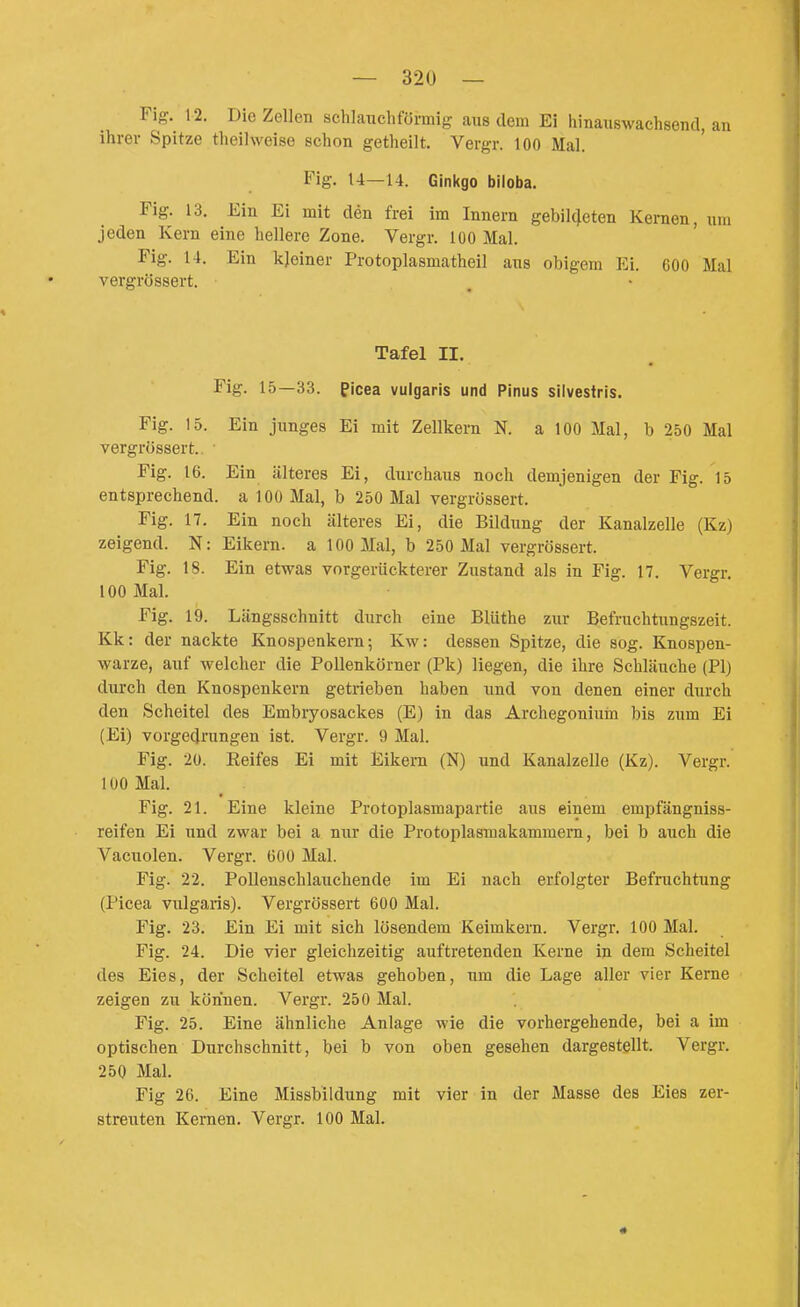 Fig. 12. Die Zellen schlauchförmig aus dem Ei hinauswachsend, an ihrer Spitze theilweise schon getheilt. Vergr. 100 Mal. Fig. 14—14. Ginkgo biloba. Fig. 13. Ein Ei mit den frei im Innern gebilc]eten Kernen, um jeden Kern eine hellere Zone. Vergr. 100 Mal. Fig. 14. Ein kjeiner Protoplasmatheil aus obigem Ei. 600 Mal vergrössert. Tafel II. Fig. 15—33. Picea vulgaris und Pinus siivestris. Fig. 15. Ein junges Ei mit Zellkern N. a 100 Mal, b 250 Mal vergrössert.. Fig. 16. Ein älteres Ei, durchaus noch demjenigen der Fig. 15 entsprechend, a 100 Mal, b 250 Mal vergrössert. Fig. 17. Ein noch älteres Ei, die Bildung der Kanalzelle (Kz) zeigend. N: Eikern, a 100 Mal, b 250 Mal vergrössert. Fig. 18. Ein etwas vorgerückterer Znstand als in Fig. 17. Vergr. 100 Mal. Fig. 19. Längsschnitt durch eine Blüthe zur Befrachtungszeit. Kk: der nackte Knospenkern-, Kw: dessen Spitze, die sog. Knospen- warze, auf welcher die Pollenkörner (Pk) liegen, die ihre Schläuche (PI) durch den Knospenkern getrieben haben und von denen einer durch den Scheitel des Embryosackes (E) in das Archegonium bis zum Ei (Ei) vorgedrungen ist. Vergr. 9 Mal. Fig. 20. Eeifes Ei mit Eikern (N) und Kanalzelle (Kz). Vergr. lüOMal. Fig. 21. Eine kleine Protoplasmapartie aus einem empfängniss- reifen Ei und zwar bei a nur die Protoplasmakammern, bei b auch die Vacuolen. Vergr. 600 Mal. Fig. 22. Polleuschlauchende im Ei nach erfolgter Befruchtung (Picea vulgaris). Vergrössert 600 Mal. Fig. 23. Ein Ei mit sich lösendem Keimkern. Vergr. 100 Mal. Fig. 24. Die vier gleichzeitig auftretenden Kerne in dem Scheitel des Eies, der Scheitel etwas gehoben, um die Lage aller vier Kerne zeigen zu körinen. Vergr. 250 Mal. Fig. 25. Eine ähnliche Anlage wie die vorhergehende, bei a im optischen Durchschnitt, bei b von oben gesehen dargestellt. Vergr. 250 Mal. Fig 26. Eine Missbildung mit vier in der Masse des Eies zer- streuten Kernen. Vergr. 100 Mal.