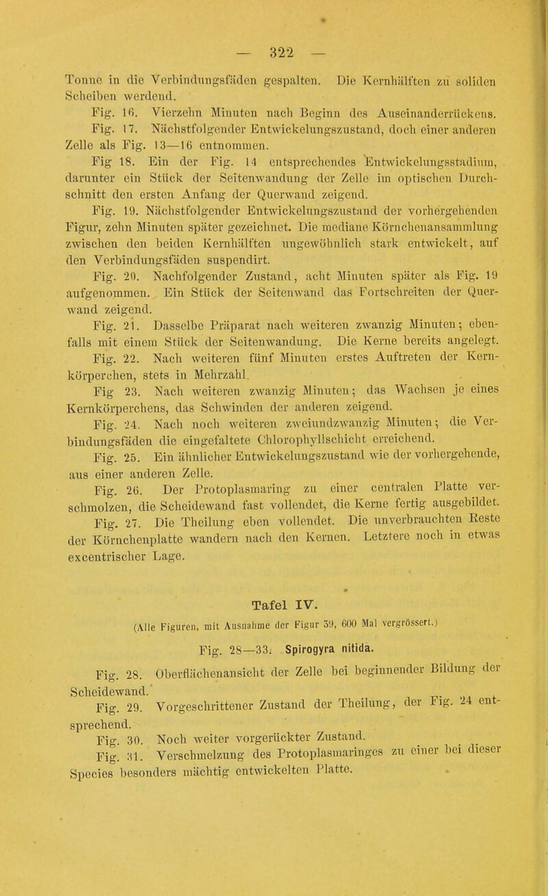 Tonne in die Verbincliingsfiidcn gespalten. Die Kernhälften zu soliden Scheiben werdend. Fig. Iß. Vierzehn Minuten nach Beginn des Auseinanderrücianis. Fig. 17. Nächstfolgender Entwickelungszustand, doch einer anderen Zelle als Fig. 13—16 entnommen. Fig 18. Ein der Fig. 14 entsprechendes Entwickelungsstadium, darunter ein Stück der Seitenwandung der Zelle im optischen Durch- schnitt den ersten Anfang der Querwand zeigend. Fig. 19. Nächstfolgender Entwickelungszustand der vorhergehenden Figur, zehn Minuten später gezeichnet. Die mediane Körnchcnansamralung zwischen den beiden Kernhälften ungewöhnlich stark entwickelt, auf den Verbindungsfäden suspendirt. Fig. 20. Nachfolgender Zustand, acht Minuten später als Fig. 19 aufgenommen. Ein Stück der Seitenwand das Fortschreiten der Quer- wand zeigend. Fig. 21. Dasselbe Präparat nach weiteren zwanzig Minuten; eben- falls mit einem Stück der Seitenwandung. Die Kerne bereits angelegt. Fig. 22. Nach weiteren fünf Minuten erstes Auftreten der Kern- körperchen, stets in Mehrzahl. Fig 23. Nach weiteren zAvanzig Minuten; das Wachsen je eines Kemkörperchens, das Schwinden der anderen zeigend. Fig. 24. Nach noch weitereu zweiundzwanzig Minuten; die Ver- bindungsfäden die eingefaltete Chlorophyllschicht erreichend. Fig. 25. Ein älmlicher Entwickelungszustand wie der vorhergehende, aus einer anderen Zelle. Fig. 26. Der Protoplasmaring zu einer centralen Platte ver- schmolzen, die Scheidewand fast vollendet, die Kerne fertig ausgebildet. Fig. 27. Die Theilung eben vollendet. Die unverbrauchten Beste der Körnchenplatte wandern nach den Kernen. Letztere noch in etwas excentrischer Lage. Tafel IV. (Alle Figuren, mit Ausnahme der Figur 5'J, 600 Mal vergrössert.) Fig. 28—33. Spirogyra nitida. Fig. 28. Oberftächenansicht der Zelle bei beginnender Bildung der Scheidewand. t^. i Fig. 29. Vorgeschrittener Zustand der Theilung, der Fig. 24 ent- sprechend. Fig 30. Noch weiter vorgerückter Zustand. Fig! 31. Verschmelzung des Protoplasmaringes zu einer bei dieser Speeles besonders mächtig entwickelten Platte.