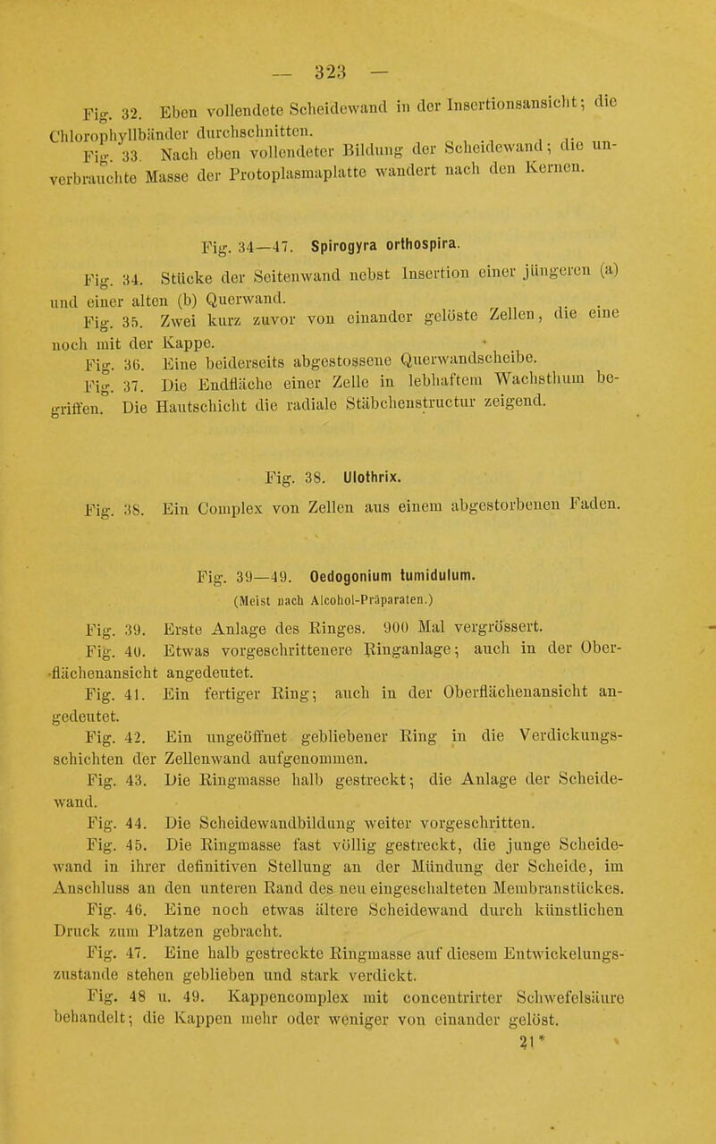 Fig. 32. Eben vollendete Scheidewand in der Insertionsansicht; die Chlorophyllbänder durchschnitten. Fig 33 Nach eben vollendeter Bildung der Scheidewand; die un- verbrauchte Masse der Protoplasraaplatte wandert nach den Kernen. Fig. 34—47. Spirogyra orlhospira. Fig. 34. Stücke der Seitenwand nebst Insertion einer jüngeren (a) und einer alten (b) Querwand. Fig. 35. Zwei kurz zuvor von einander gelüste Zellen, die eine noch mit der Kappe. Fig. 36. Eine beiderseits abgestosseue Querwandscheibe. Fig. 37. Die Endfläche einer Zelle in lebhaftem Wachsthum be- griffen. Die Hautschicht die radiale Stäbchenstructur zeigend. Fig. 38. Ulothrix. Fig. 38. Ein Complex von Zellen aus einem abgestorbenen Faden. Fig. 39—49. Oedogonium lumidulum. (Meist nach Alcoliol-Präparaten.) Fig. 39. Erste Anlage des Ringes. 900 Mal vergrössert. Fig. 40. Etwas vorgeschrittenere Ringanlage; auch in der Ober- •flächenansicht angedeutet. Fig. 41. Ein fertiger Eing; auch in der Oberflächenansicht an- gedeutet. Fig. 42. Ein ungeöffnet gebliebener Eing in die Verdickungs- schichten der Zellenwand aufgenommen. Fig. 43. L>ie Einginasse halb gestreckt-, die Anlage der Seheide- wand. Fig. 44. Die Scheidewandbildung weiter vorgeschritten. Fig. 45. Die Eingmasse fast völlig gestreckt, die junge Scheide- wand in ihrer definitiven Stellung an der Mündung der Scheide, im Anschluss an den unteren Eand des neu eingeschalteten Membran Stückes. Fig. 46. Eine noch etwas ältere Scheidewand durch künstlichen Druck zum Platzen gebracht. Fig. 47. Eine halb gestreckte Eingmasse auf diesem Entwickelungs- zustande stehen geblieben und stark verdickt. Fig. 48 u. 49. Kappencomplex mit concentrirter Schwefelsäure behandelt; die Kappen nielu- oder weniger von einander gelöst. 21*