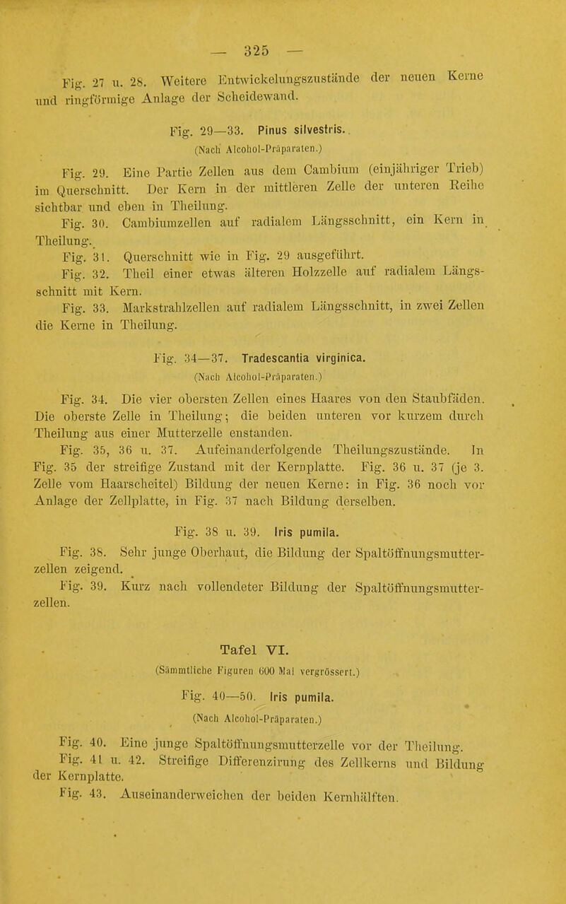 Fig. 27 u. 28. Weitere Eutwickelungszustände der neuen Kerne und ringförmige Anlage der Scheidew<and. Fig. 29—33. Pinus silvestris. (Nacli Alcoliol-Präpai'alen.) Fig. 29. Eine Partie Zellen aus dem Cambiuni (einjähriger Trieb) im Querschnitt. Der Kern in der mittleren Zelle der unteren Reilic sichtbar und eben in Theilung. Fig. 30. Cambiumzellen auf radialem Längsschnitt, ein Kern in Theilung. Fig. 31. Querschnitt wie in Fig. 29 ausgeführt. Fig. 32. Theil einer etwas älteren Holzzelle auf radialem Längs- schnitt mit Kern. Fig. 33. Markstrahlzelleu auf radialem Längsschnitt, in zwei Zellen die Kerne in Theilung. Fig. 34—37. Tradescantia virginica. (Nach Alcoliol-Pniparateii.) Fig. 34. Die vier obersten Zellen eines Haares von den Staubfäden. Die oberste Zelle in Theilung-, die beiden unteren vor kurzem durch Theilung aus einer Mutterzelle enstauden. Fig. 35, 36 u. 37. Aufeinanderfolgende Theilungszustände. In Fig. 35 der streifige Zustand mit der Kernplatte. Fig. 36 u. 37 (je 3. Zelle vom Haarscheitel) Bildung der neuen Kerne: in Fig. 36 noch vor Anlage der Zellplatte, in Fig. 37 nach Bildung derselben. Fig. 38 u. 39. Irls pumlla. Fig. 38. Sehr junge Oberhaut, die Bildung der Spaltöffmingsmutter- zellen zeigend. Fig. 39. Kurz nach vollendeter Bildung der Spaltöffnungsmutter- zellen. Tafel VI. (Sämmtlichc Figuren üüO Mal vergrösscri.) Fig. 40—50. Irls pumlla. (Nach Alcohol-Präparaten.) Fig. 40. Eine junge Spaltöffnungsrautterzelle vor der Theilung. Fig. 41 u. 42. Streifige Differenzirung des Zellkerns und Bildung der Kcrnplatte. Fig. 43. Auseinanderweichen der beiden Kernhälften.