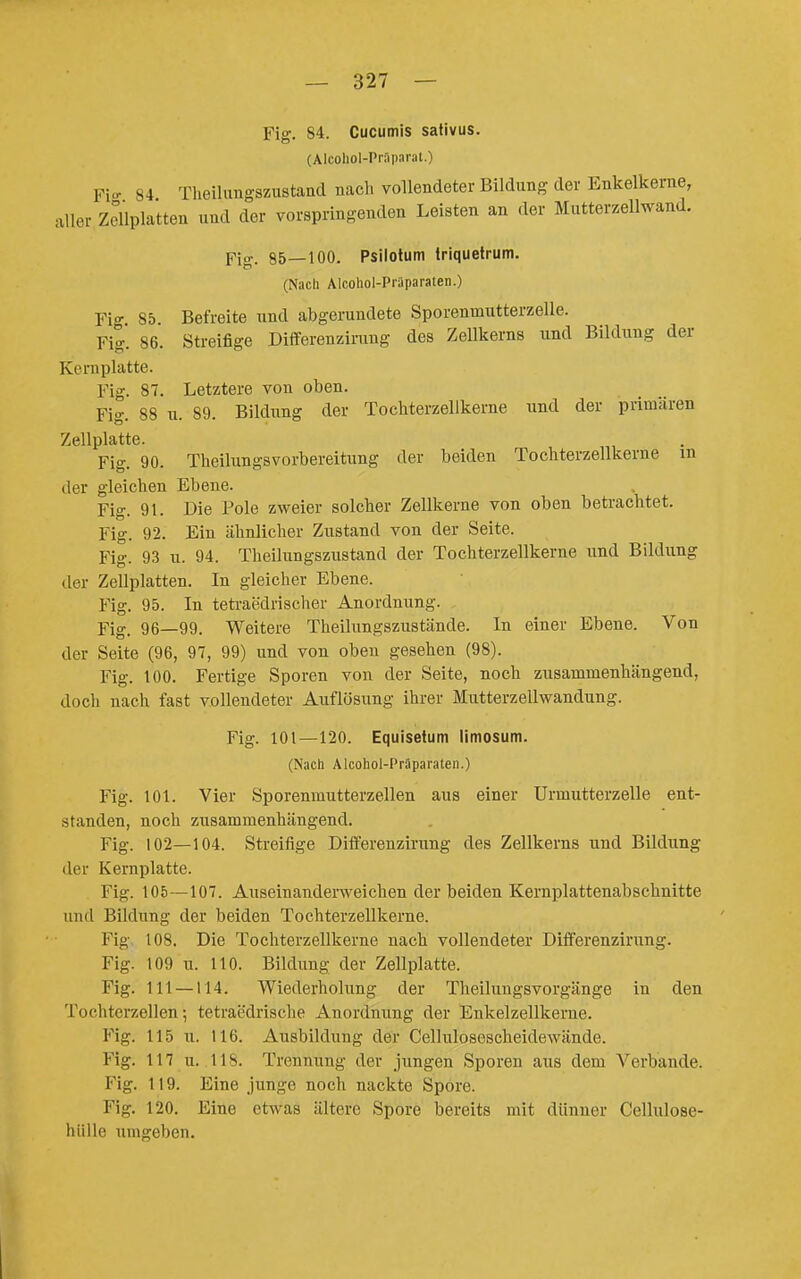 Fiff. 84. Cucumis safivus. (Alcoliol-Pifiparat.) Fi- 84 Theilungszustaad nacli vollendeter Bildung der Enkelkerne, aller Zellplatten und der vorspringenden Leisten an der Mutterzellwand. Fig. 85—100. Psilotum Iriquetrum. (Nach Alcohol-Präparaten.) Fig 85. Befreite und abgerundete Sporenmutterzelle. Fig. 86. Streifige Differenzimng des Zellkerns und Bildung der Kernplatte. Fig. 87. Letztere von oben. Fig. 88 u. 89. Bildung der Tochterzellkerne und der primären Zellplatte. Fig. 90. Theilungsvorbereitung der beiden Tochterzellkerne in der gleichen Ebene. Fig. 91. Die Pole zweier solcher Zellkerne von oben betrachtet. Fig. 92. Ein ähnlicher Zustand von der Seite. Flg. 93 u. 94. Theilungszustand der Tochterzellkerne und Bildung der Zellplatten. In gleicher Ebene. Fig. 95. In tetraedrischer Anordnung. Fig. 96—99. Weitere Theilungszustände. In einer Ebene. Von der Seite (96, 97, 99) und von oben gesehen (98). Fig. 100. Fertige Sporen von der Seite, noch zusammenhängend, doch nach fast vollendeter Auflösung ihrer Mutterzellwandung. Fig. 101—120. Equisetum iimosum. (Nach Alcohol-Präparaten.) Fig. 101. Vier Sporenmutterzellen aus einer Urmutterzelle ent- standen, noch zusammenhängend. Fig. 102—104. Streifige Differenzimng des Zellkerns und Bildung der Kernplatte. Fig. 105—107. Auseinanderweichen der beiden Kernplattenabschnitte und Bildung der beiden Tochterzellkerne. Fig 108. Die Tochterzellkerne nach vollendeter Differenzirung. Fig. 109 u. 110. Bildung der Zellplatte. Fig. 111 — 114. Wiederholung der Theilungsvorgänge in den Tochtcrzellen •, tetraedrische Anordnung der Enkelzellkerne. Fig. 115 u. 116. Ausbildung der Cellulosescheidewände. Fig. 117 u. 118. Trennung der jungen Sporen aus dem Verbände. Fig. 119. Eine junge noch nackte Spore. Fig. 120. Eine etwas ältere Spore bereits mit dünner Cellulose- hülle umgeben.