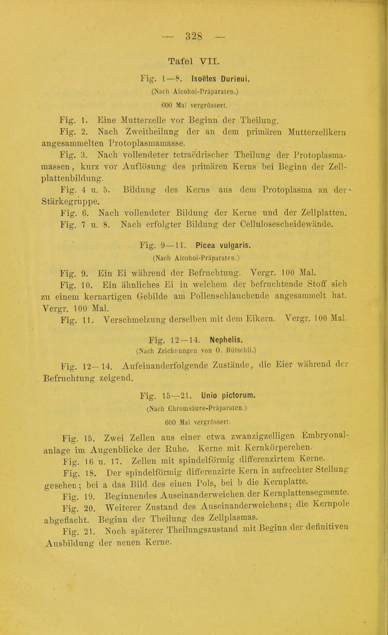 Tafel VII. Fig. 1—8. Isogtes Durieui. (Naclt Alcohol-Prliparalen.) fiOO Mal vergrössert. Fig. 1. Eine Mutterzelle vor Beginn der Theilung. Fig. 2. Nach Zweitheilung der an dem primären Mutterzellkern angesammelten Protoplasmamasse. Fig. 3. Nach vollendeter tetraedrischer Theilung der Protoplasma- massen, kurz vor Auflösung des primären Kerns bei Beginn der Zell- plattenbildung. Fig. 4 u. 5. Bildung des Kerns aus dem Protoplasma an der« Stärkegrappe. Fig. 6. Nach vollendeter Bildung der Kerne und der Zellplatten. Fig. 7 u. 8. Nach erfolgter Bildung der Cellulosescheidewände. Fig. 9—11. Picea vulgaris. (Nach Alcohol-Prüparatcn.) Fig. 9. Ein Ei während der Befruchtung. Vergr. 100 Mal. Fig. 10. Ein ähnliches Ei in welchem der befruchtende Stoff sich zu einem kernartigen Gebilde am Pollenschlauchende angesammelt hat. Vergr. 100 Mal. Fig. 11. Verschmelzung derselben mit dem Eikern. Vergr. 100 Mal. Fig. 12 — 14. Nephelis. (Nach Zeichnungen von 0. Uütschli.) Fig. 12—14. Aufeinanderfolgende Zustände, die Eier während der Befruchtung zeigend. Fig. 15—21. Unio pictorum. (Nach Chromsäure-Praparaten.) 600 .Mal vergrössert. Fig. 15. Zwei Zellen aus einer etwa zwanzigzelligen Embryonal- anlage im Augenblicke der Euhe. Kerne mit Kernkörperchen. Fig. 16 u. 17. Zellen mit spindelförmig differenzirtem Kerne. Fig. 18. Der spindelförmig differenz;irte Kern in aufrechter Stellung gesehen; bei a das Bild des einen Pols, bei b die Kernplatte. Fig. 19. Beginnendes Auseinandemeichen der Kernplattensegmente. Fig. 20. Weiterer Zustand des Auseinanderweichens; die Kernpole abgeflacht. Beginn der Theilung des Zellplasmas. Fig. 21. Noch späterer Theilungszustand mit Beginn der definitiven Ausbildung der neuen Kerne.