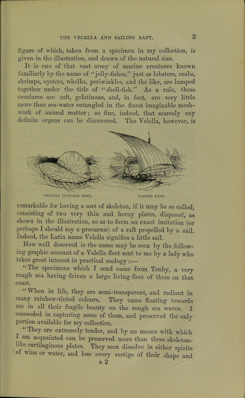 figure of whicli, taken from a specimen in my collection, is given in the illustration, and drawn of tlie natural size. It is one of tliat vast army of marine creatures known familiarly by the name of jelly-fishes, just as lobsters, crabs, shrimps, oysters, whelks, periwinkles, and the like, are lumped together under the title of shell-fish. As a rule, these creatures are soft, gelatinous, and, in fact, are very little more than sea-water entangled in the finest imaginable mesh- work of animal matter; so fine, indeed, that scarcely any <iefinite organs can be discovered. The Yelella, however, is VELELLA (XATUBAL SIZE). SAILING EAFT. remarkable for having a sort of skeleton, if it may be so called, consisting of two very thin and horny plates, disposed, as shown in the illustration, so as to form an exact imitation (or perhaps I should say a precursor) of a raft propelled by a sail. Indeed, the Latin name Velella signifies a little sail. How well deserved is the name may be seen by the follow- ing graphic account of a Velella fleet sent to me by a lady who takes great interest in practical zoology:— The specimens which I send came from Tenby, a very rough sea having driven a large living fleet of them on that coast.  When in life, they are semi-transparent, and radiant in many rainbow-tinted colours. They came floating towards me in all their fragile beauty on the rough sea waves. I succeeded in capturing some of them, and preserved the only portion available for my collection. They are extremely tender, and by no means with which I am acquainted can be preserved more than these skeleton- like cartilaginous plates. They soon dissolve in either spirits of wme or water, and lose every vestige of their shape and B 2