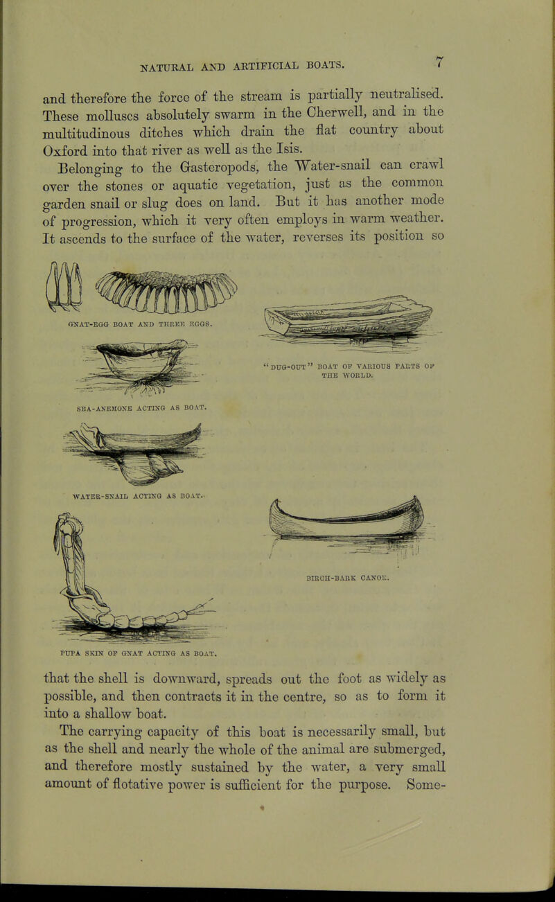 NATURAL AND ARTIFICIAL BOATS. and therefore tlie force of tlie stream is partially neutralised. These molluscs absolutely swarm in the Cherwell, and in the multitudinous ditches which drain the flat country about Oxford into that river as well as the Isis. Belonging to the Gasteropods, the Water-snail can crawl over the stones or aquatic vegetation, just as the common garden snail or slug does on land. But it has another mode of progression, which it very often employs in warm weather. It ascends to the surface of the water, reverses its position so PUPA SKIN OP GNAT ACTING AS BOAT. that the shell is downward, spreads out the foot as widely as possible, and then contracts it in the centre, so as to form it into a shallow boat. The carrying capacity of this boat is necessarily small, but as the shell and nearly the whole of the animal are submerged, and therefore mostly sustained by the water, a very small amount of flotative power is sufficient for the purpose. Some-