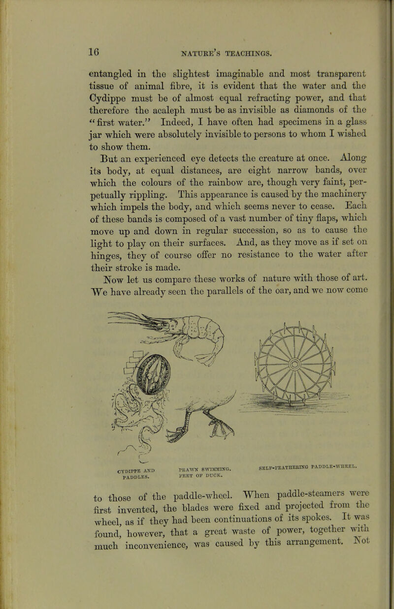 entangled in tlie sliglitest imaginable and most transparent tissue of animal fibre, it is evident tbat tbe water and tbe Cydippe must be of almost equal refracting power, and tbat therefore tbe acalepb must be as invisible as diamonds of the  first water. Indeed, I have often bad specimens in a glass jar wbicb were absolutely invisible to persons to wbom I wished to show tbem. But an experienced eye detects the creature at once. Along its body, at equal distances, are eight narrow bands, over which the colours of the rainbow are, though very faint, per- petually rippling. This appearance is caused by the machinery which impels the body, and which seems never to cease. Each of these bands is composed of a vast number of tiny flaps, which move up and down in regular succession, so as to cause the light to play on their surfaces. And, as they move as if set on hinges, they of course ofi'er no resistance to the water after their stroke is made. Now let us compare these works of nature with those of art. We have already seen the parallels of the oar, and we now come CYDIPPE AND rADDLES. PEAATO SWIMMING. FEET OF DUCK. SELF-FEATHEBIKG PADDLE-WHEEL. to those of the paddle-wheel. When paddle-steamers were first invented, the blades were fixed and projected from the wheel, as if they had been continuations of its spokes. It was found,' however, that a great waste of power, together with much inconvenience, was caused by this arrangement. INot