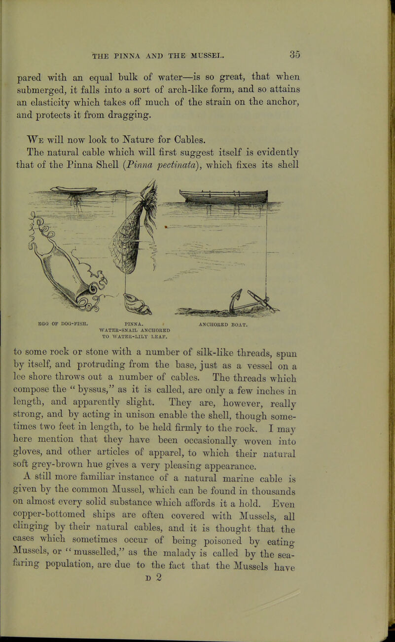 pared with an equal bulk of water—is so great, that when submerged, it falls into a sort of arch-like form, and so attains an elasticity which takes off much of the strain on the anchor, and protects it from dragging. We will now look to Nature for Cables. The natural cable which will first suggest itself is evidently that of the Pinna Shell [Pinna pectinata), which fixes its shell KCHJ OF DOG-PISH. PINNA. ANCHOBBD BOAT. WATER-SNAIL ANCHORED TO WATEU-LILY LEAF. to some rock or stone with a number of silk-like threads, spun by itself, and protruding from the base, just as a vessel on a lee shore throws out a number of cables. The threads which compose the  byssus, as it is called, are only a few inches in length, and apparently slight. They are, however, really strong, and by acting in unison enable the shell, though some- times two feet in length, to be held firmly to the rock. I may here mention that they have been occasionally woven into gloves, and other articles of apparel, to which their natural soft grey-brown hue gives a very pleasing appearance. A still more familiar instance of a natural marine cable is given by the common Mussel, which can be found in thousands on almost every solid substance which affords it a hold. Even copper-bottomed ships are often covered with Mussels, all clinging by their natural cables, and it is thought that the cases which sometimes occur of being poisoned by eatino- Mussels, or musselled, as the malady is called by the 8ea° furing population, are due to the fact that the Mussels have D 2